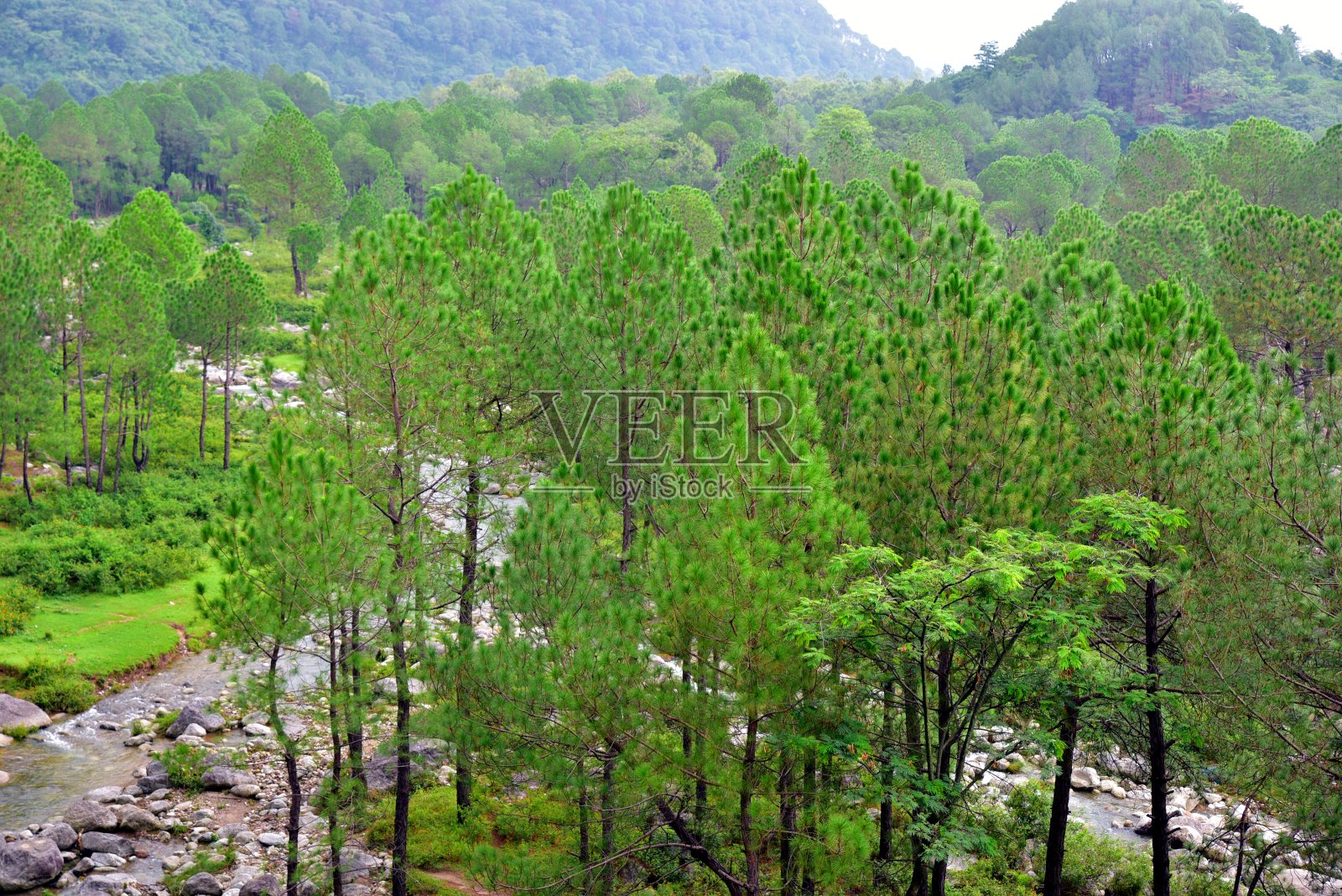 郁郁葱葱的松树林照片摄影图片