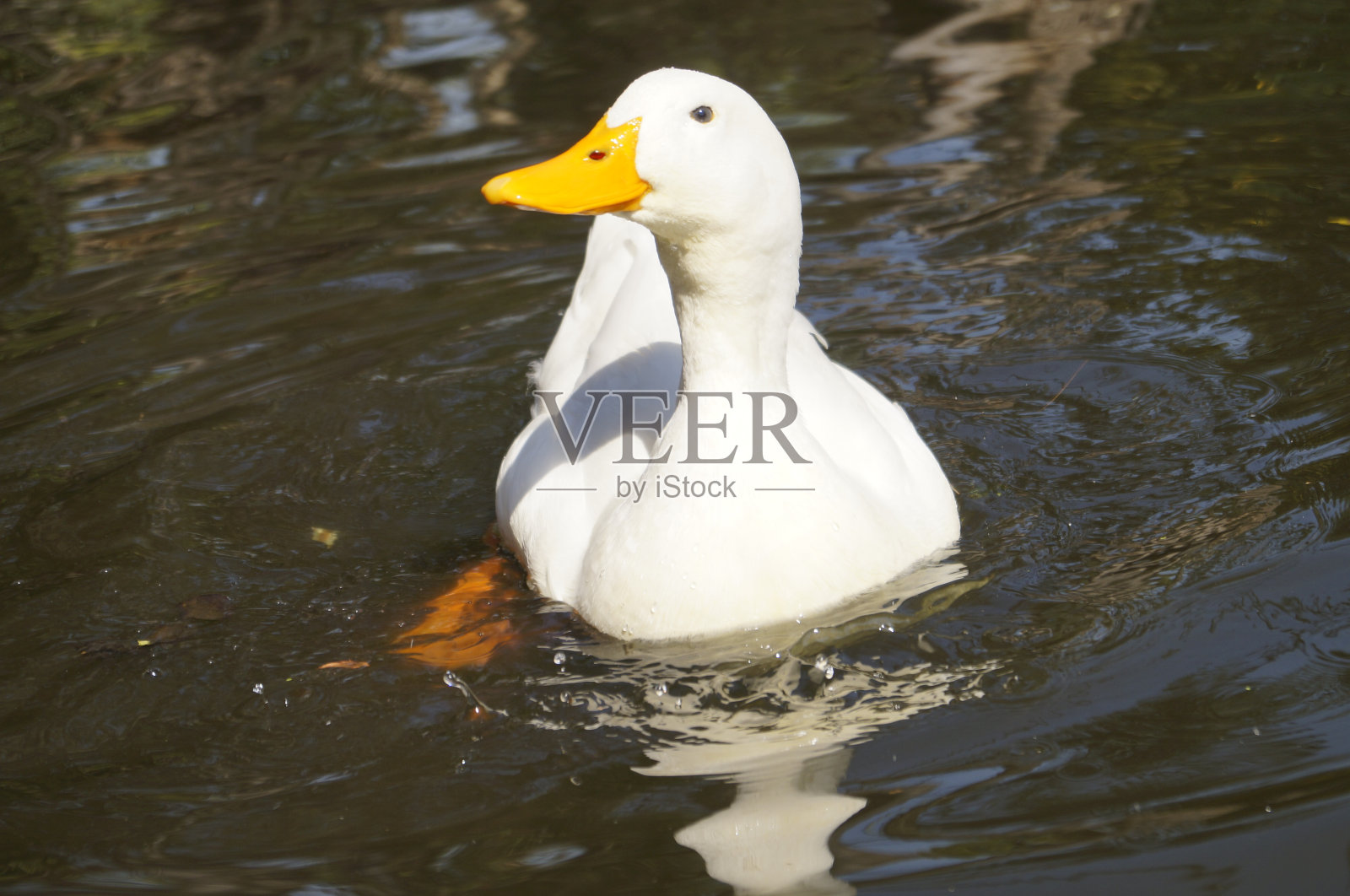 幸福照片摄影图片