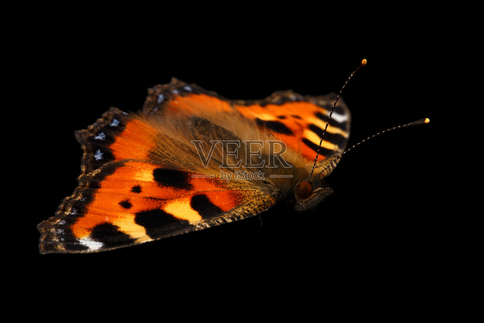 特写小玳瑁蝴蝶孤立在黑色的背景照片摄影图片