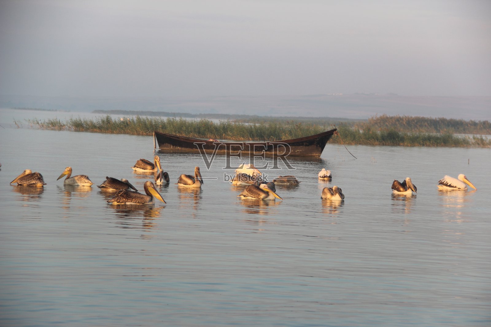 日落、船、海和鹳照片摄影图片