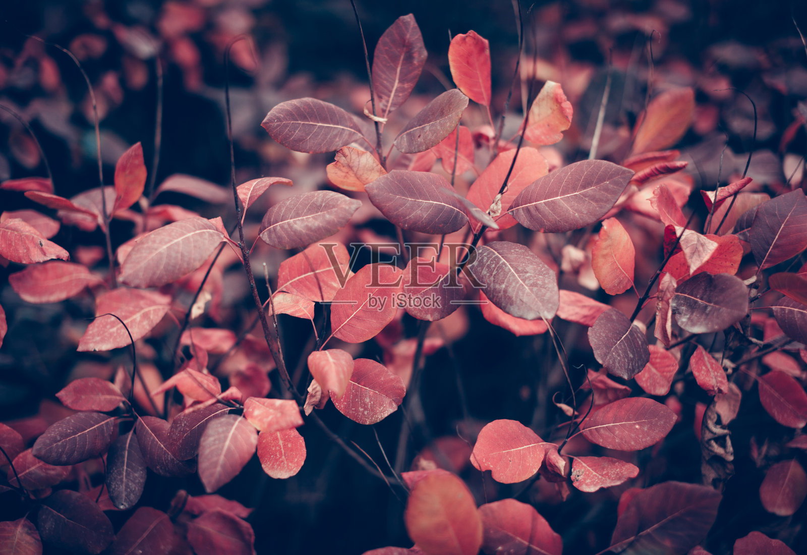 秋天的自然背景是枝头上五颜六色的树叶。软焦点照片摄影图片