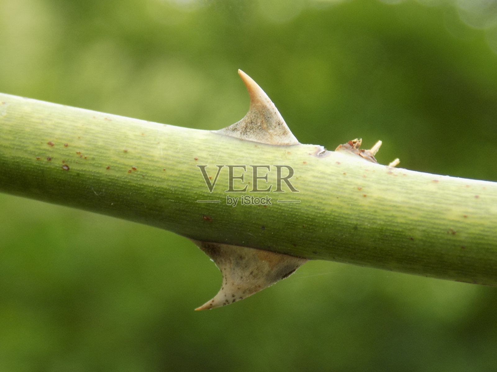 蝴蝶照片摄影图片