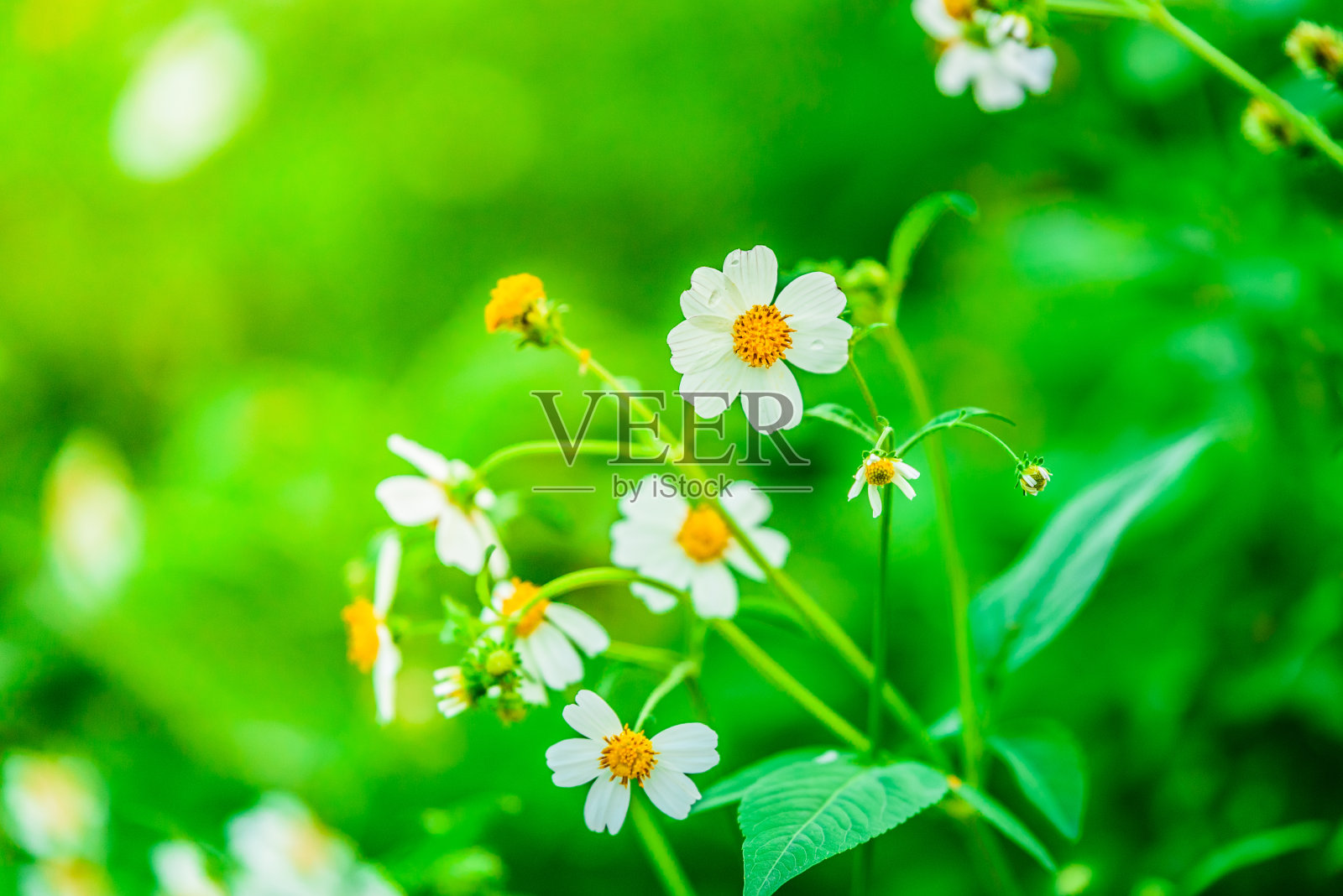 绿色背景上的甘菊花照片摄影图片