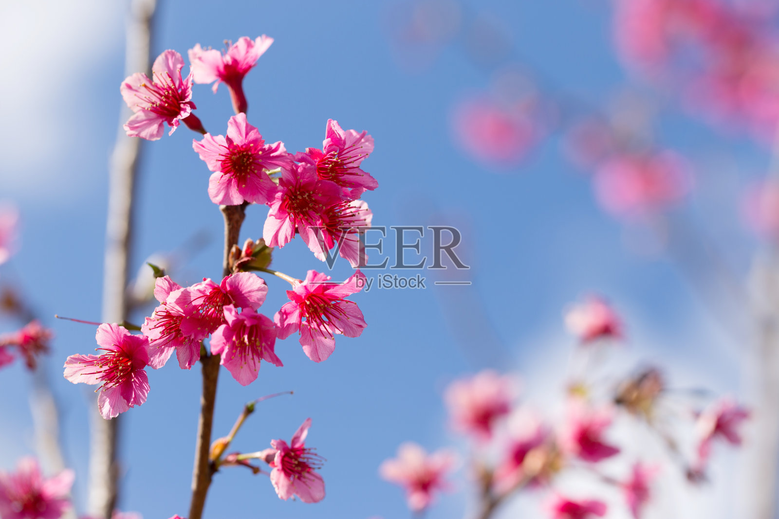 野生喜马拉雅樱桃树。照片摄影图片