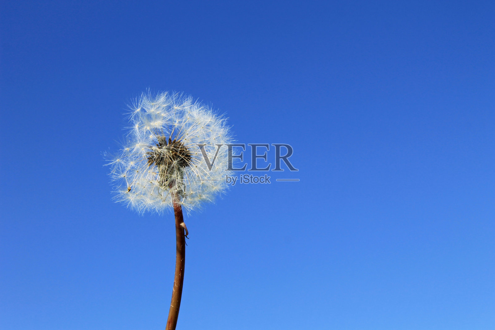 蒲公英在蓝天背景照片摄影图片