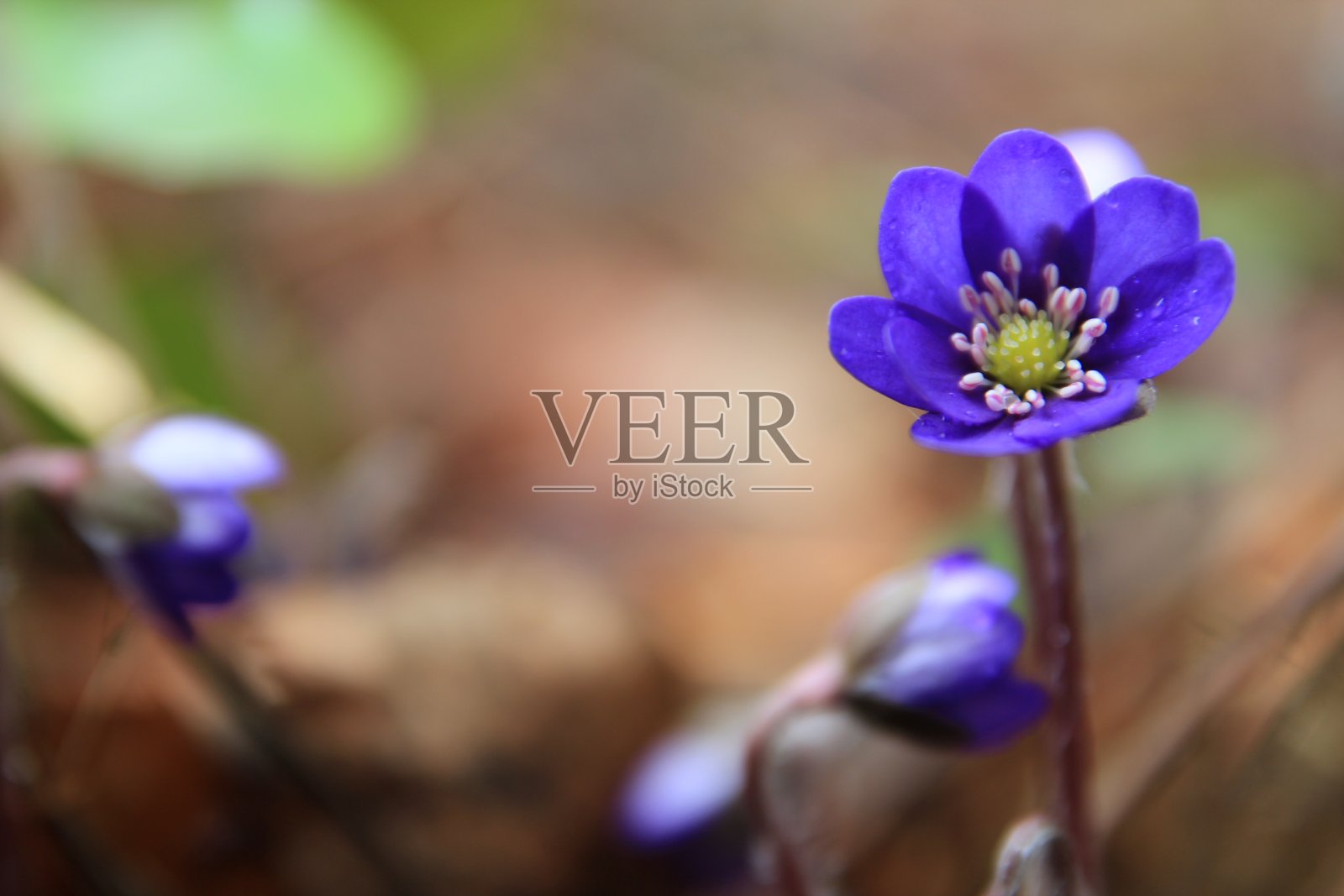 雄蕊粉红色和白色，花粉黄色照片摄影图片