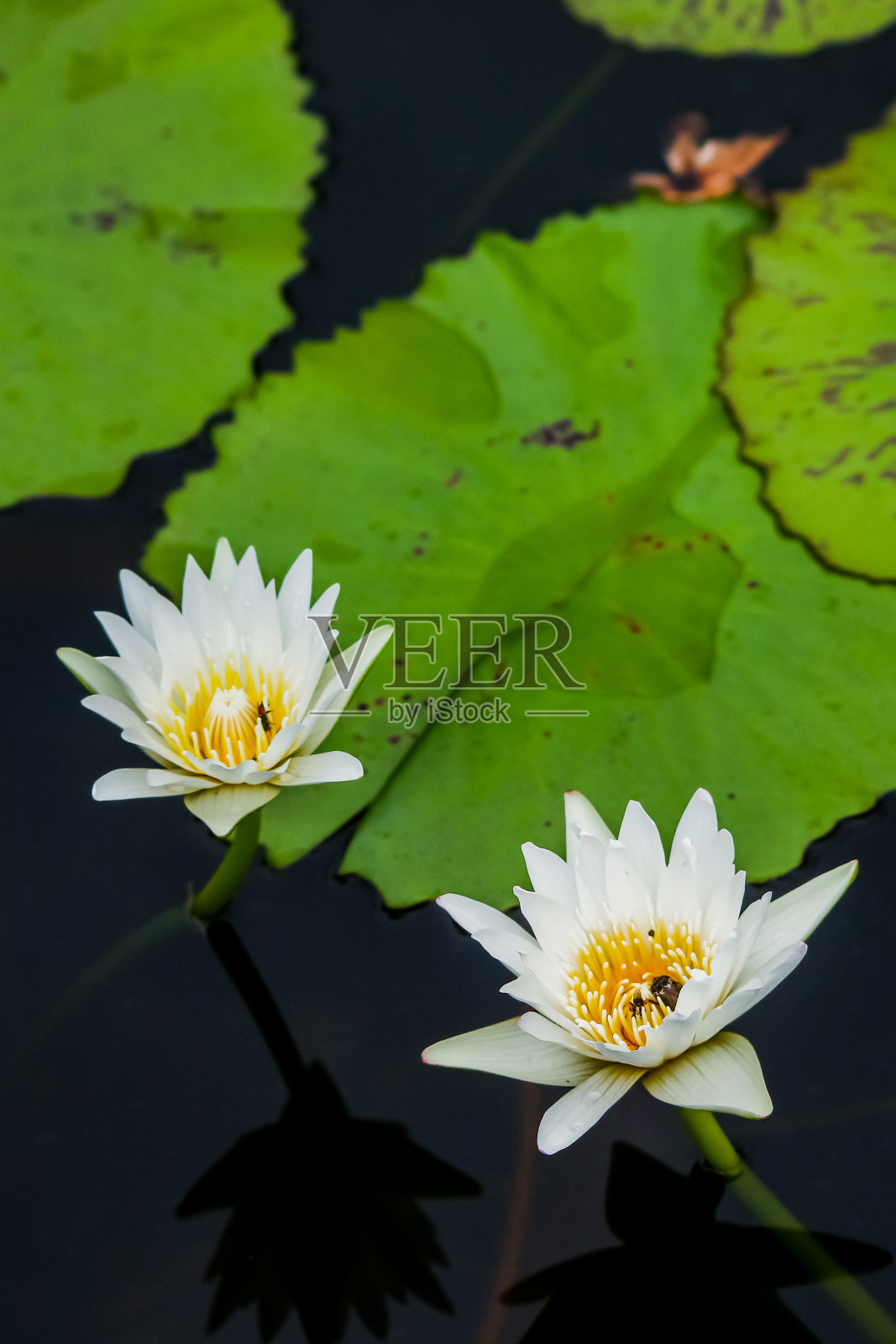 荷花温泉照片摄影图片