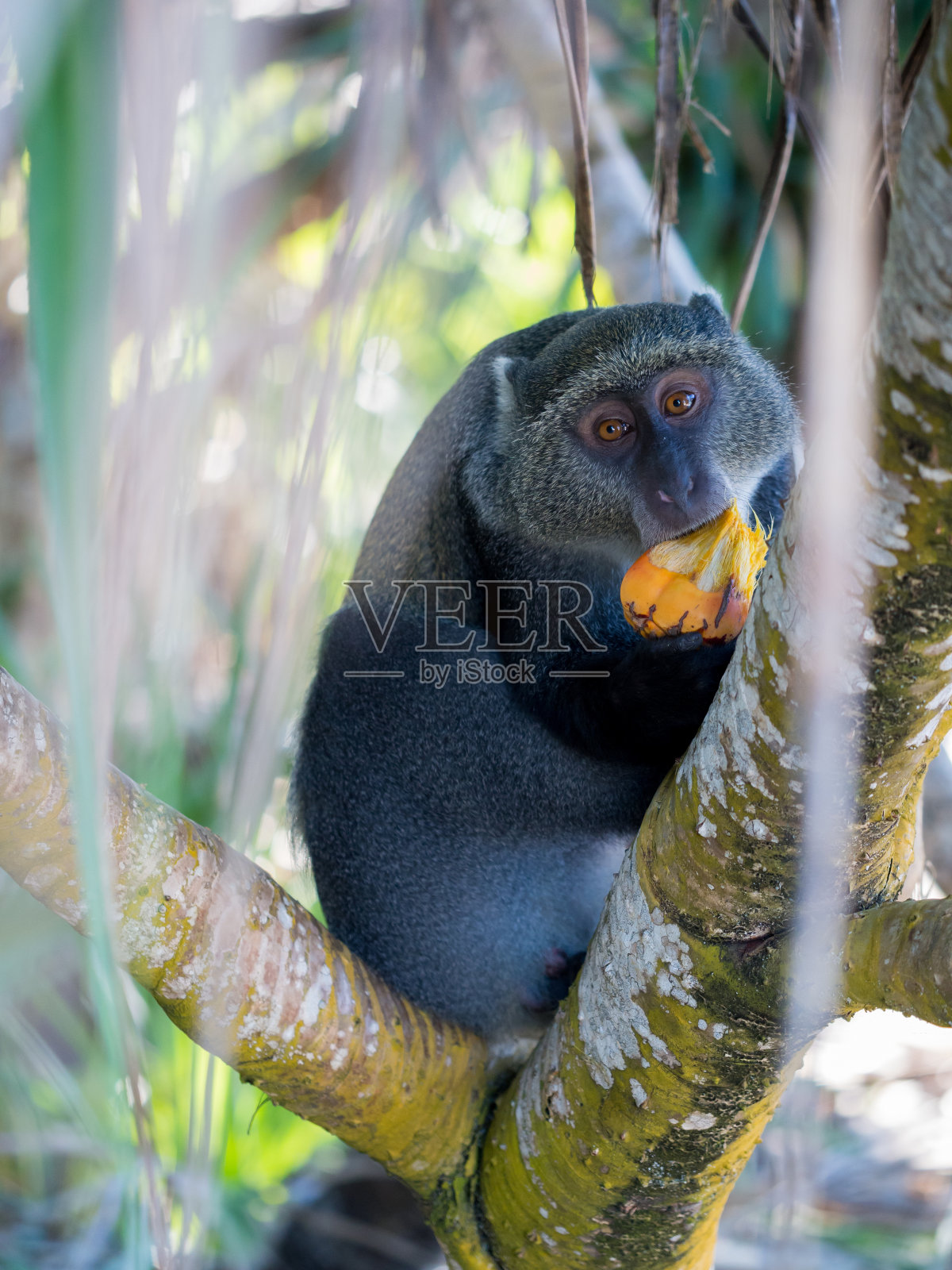 赛克斯的猴子照片摄影图片