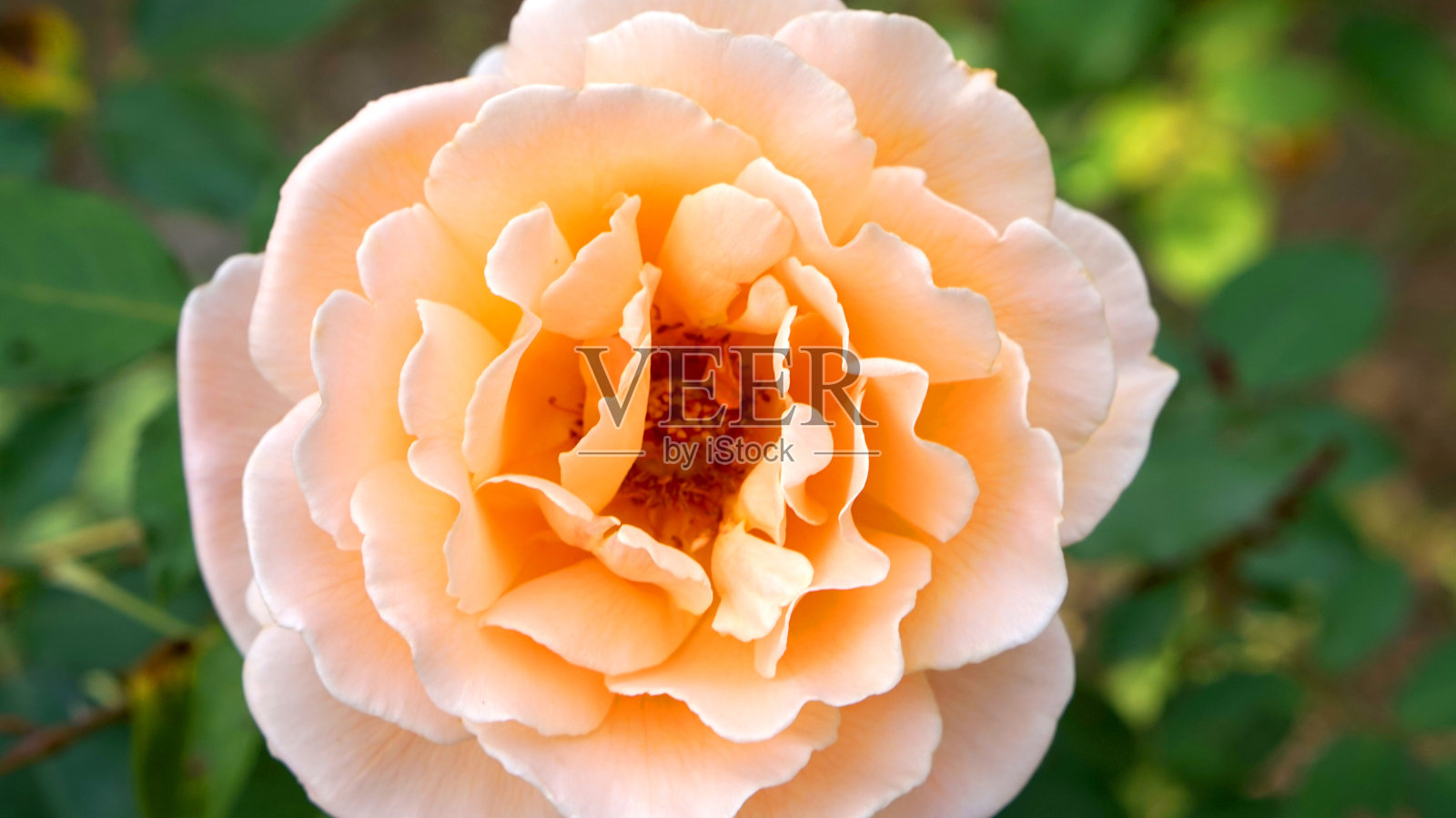 粉彩玫瑰绿模糊背景照片摄影图片