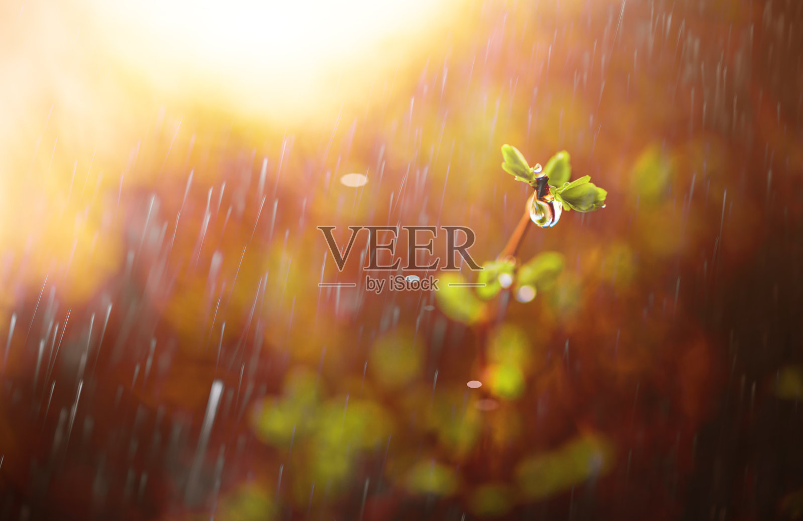 春天的树枝带着雨滴照片摄影图片