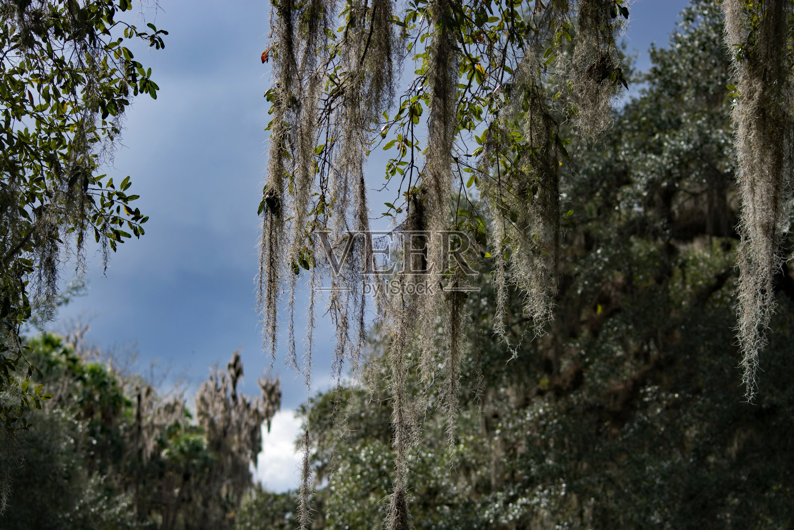 西印度海牛，蓝泉，佛罗里达，美国照片摄影图片