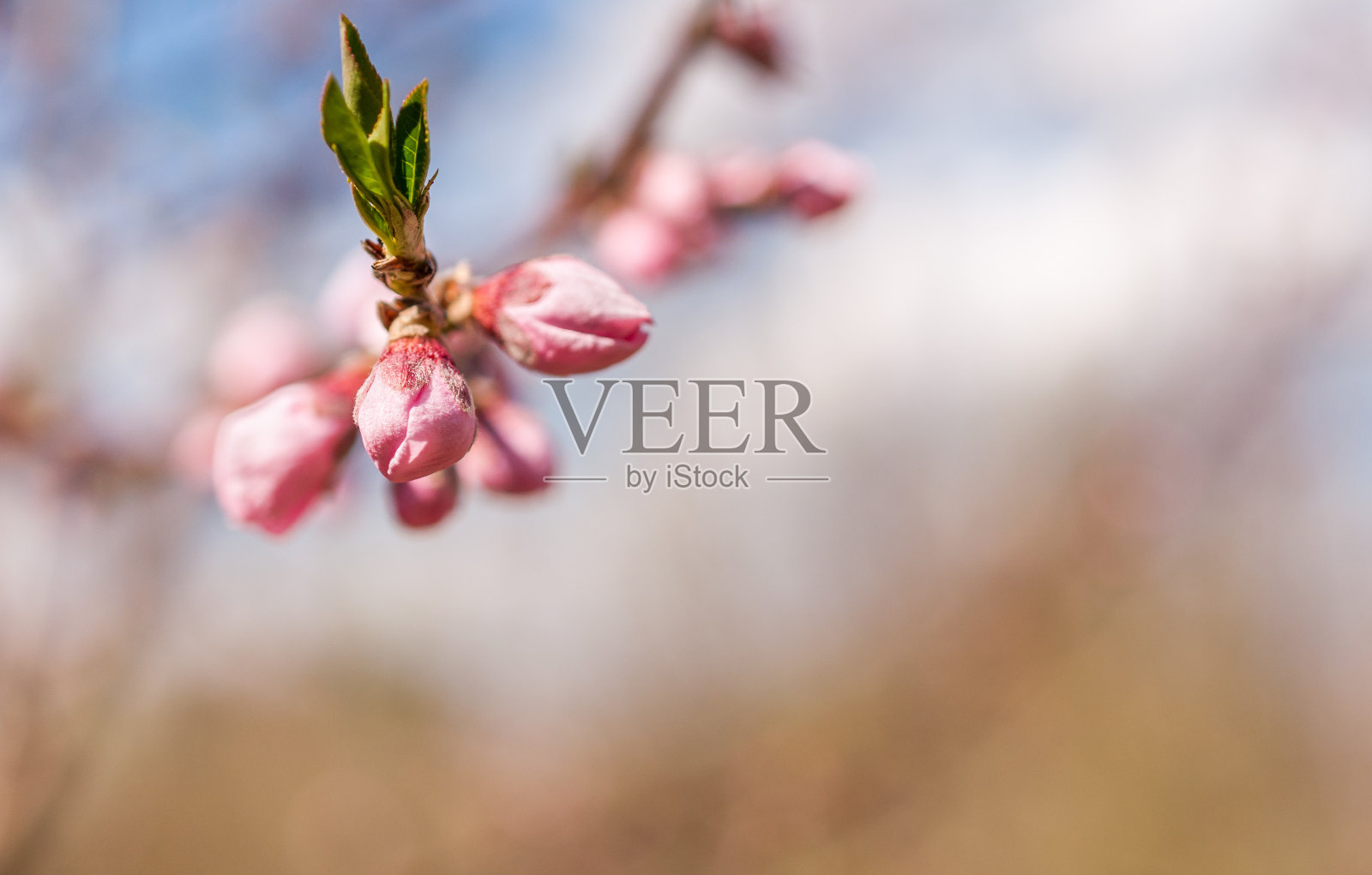 粉红色的樱桃芽照片摄影图片