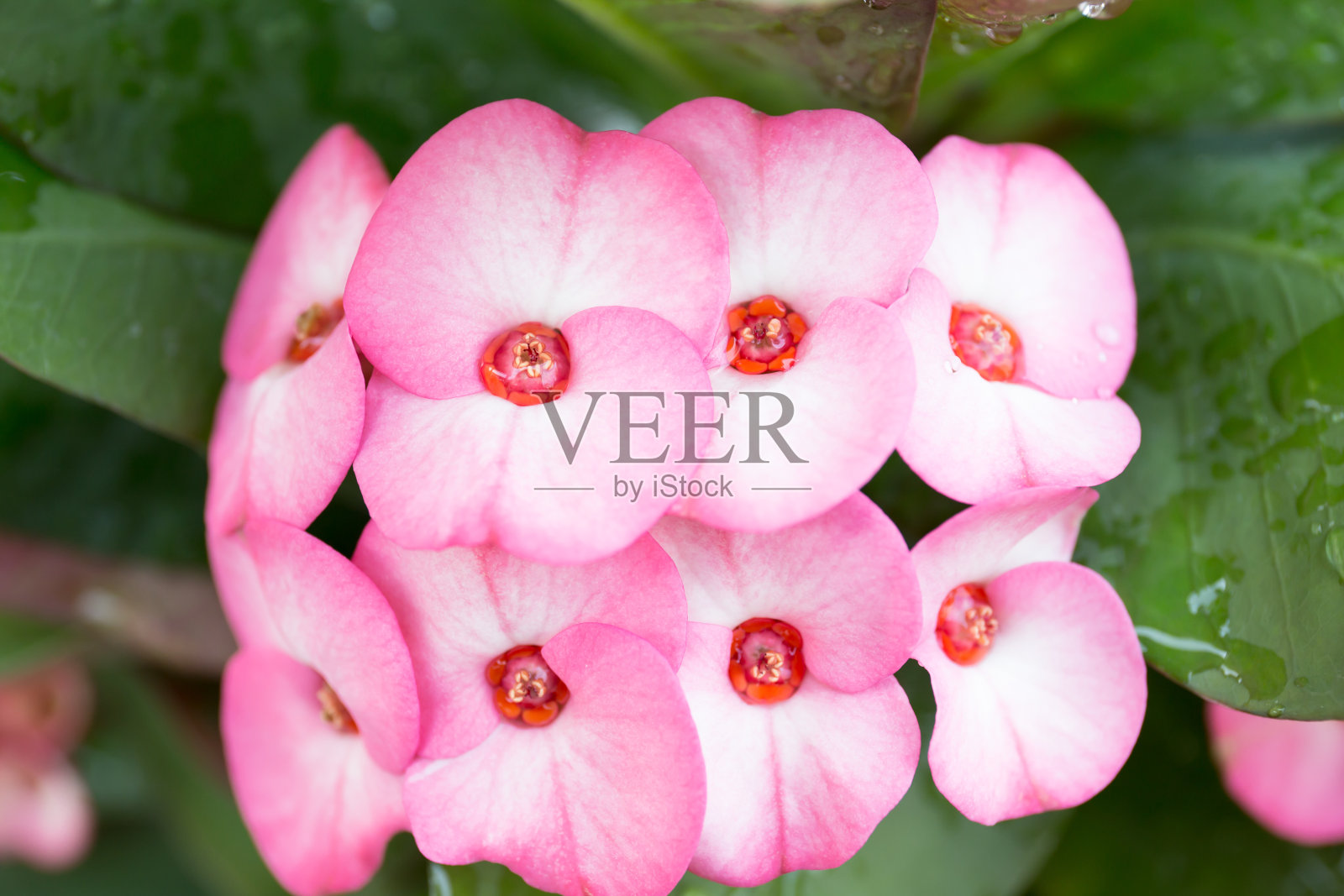 花的皇冠的刺在粉红色照片摄影图片