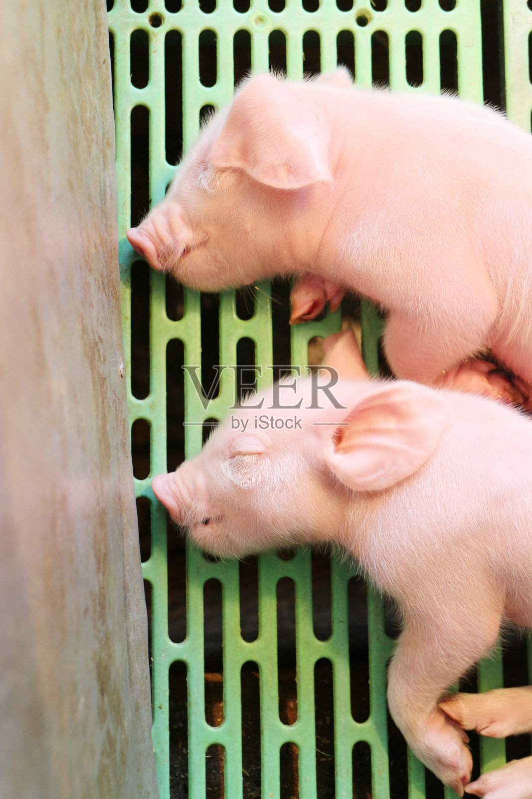 小猪睡觉照片摄影图片