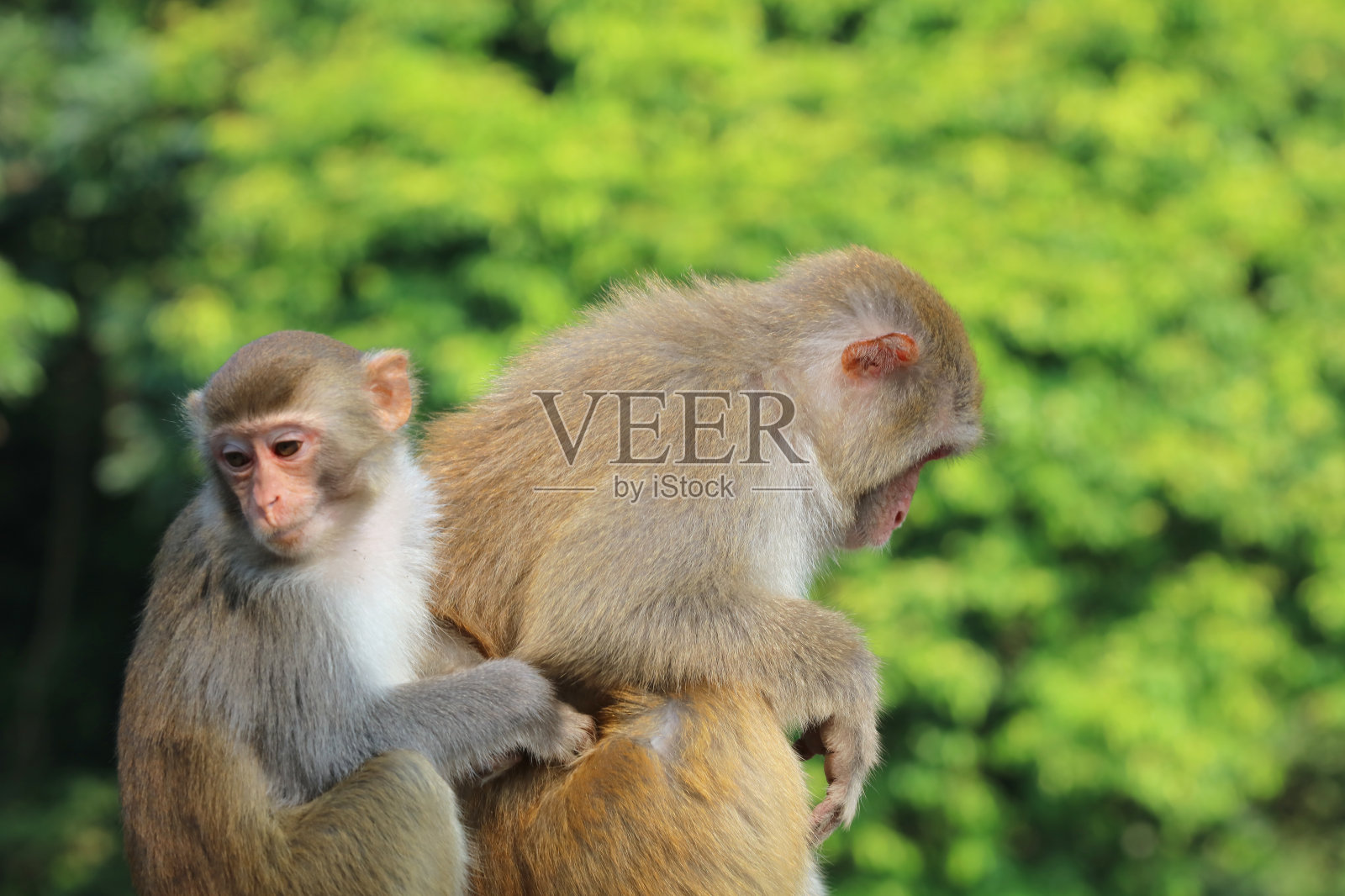 香港九龙金山郊野公园的一只猴子照片摄影图片