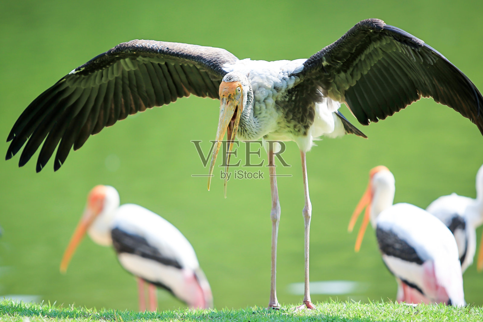 画鹳照片摄影图片