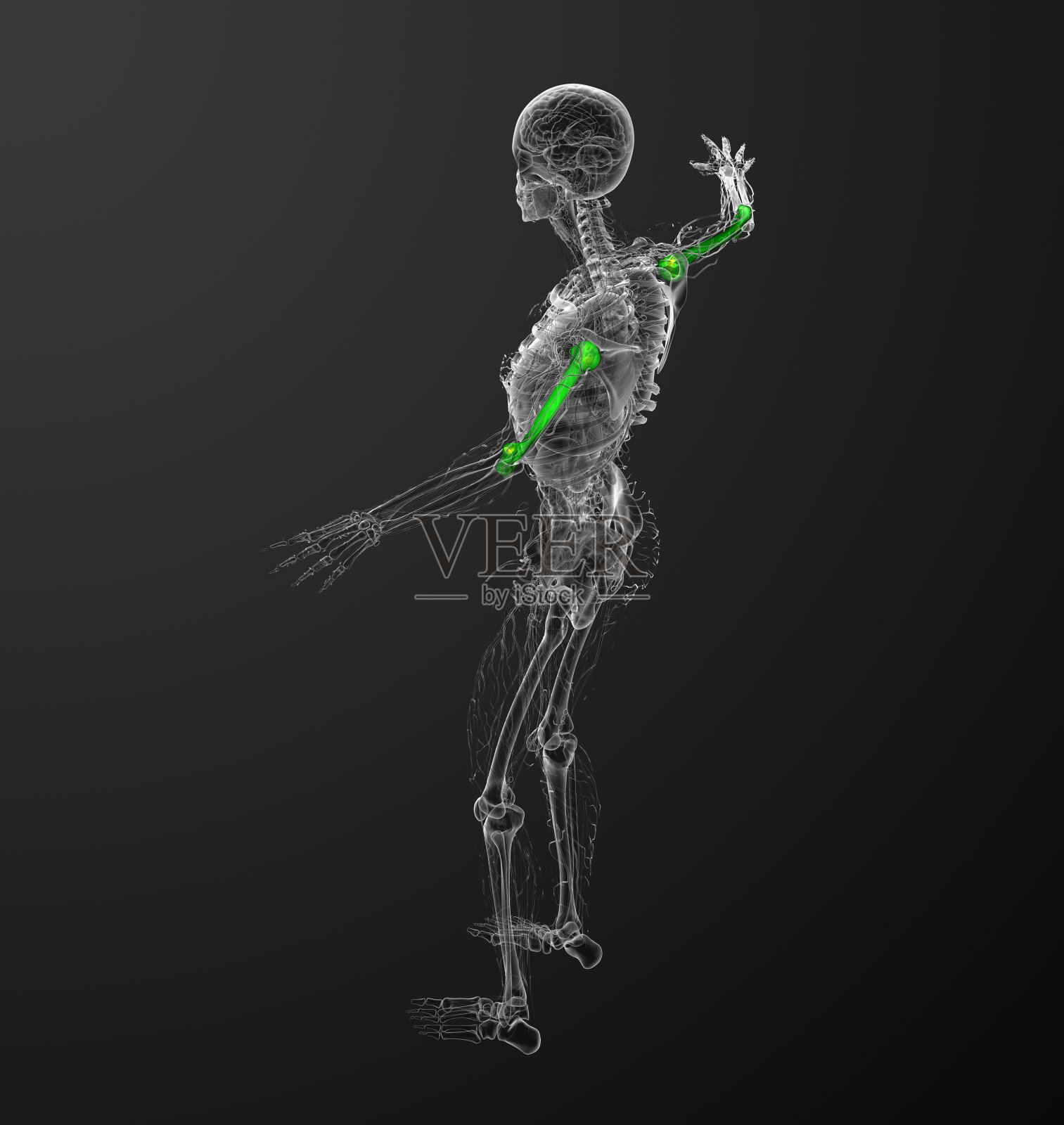 3d渲染医疗3d插图的肱骨照片摄影图片