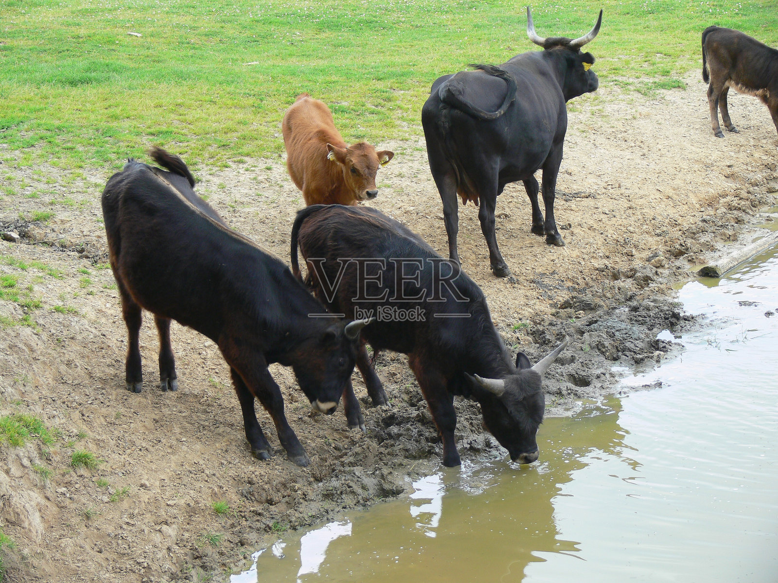 欧洲原牛照片摄影图片