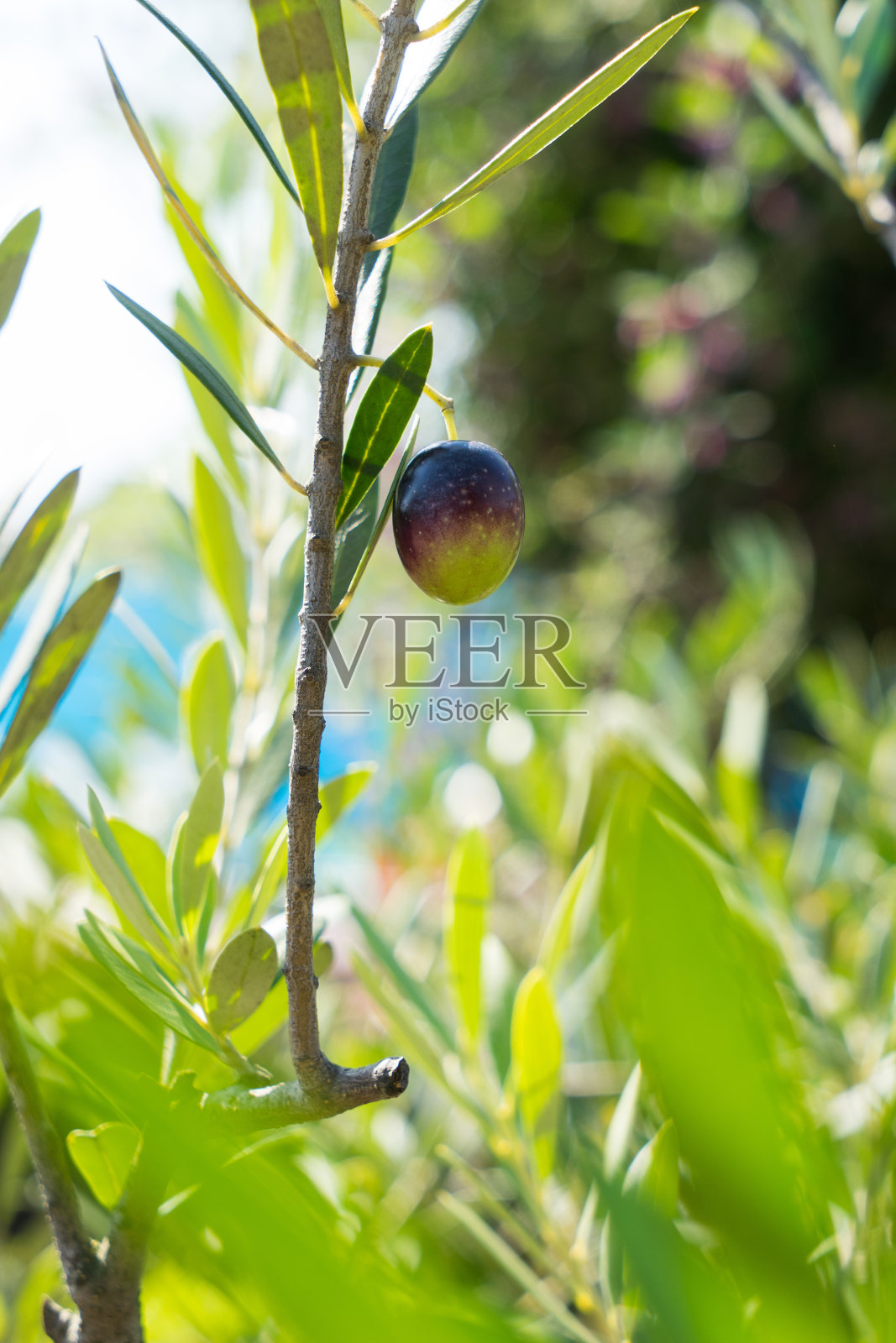 橄榄照片摄影图片