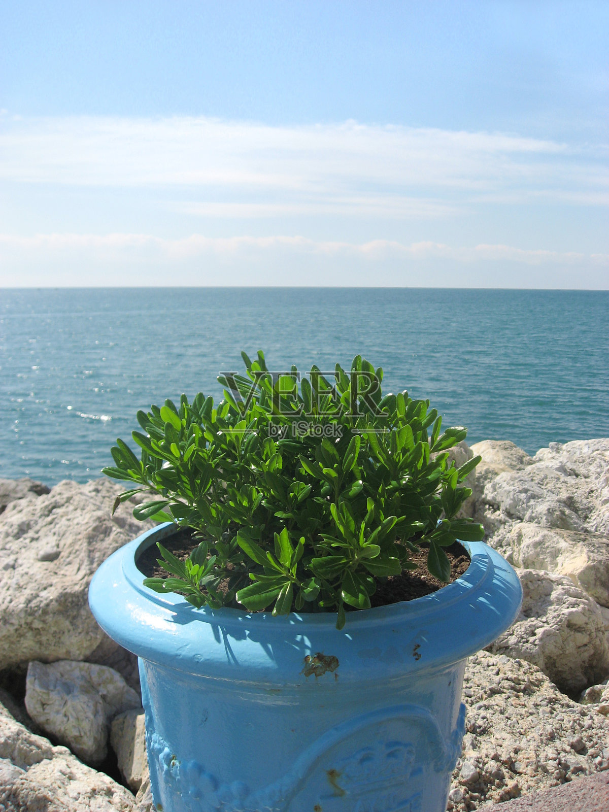 海边的植物照片摄影图片