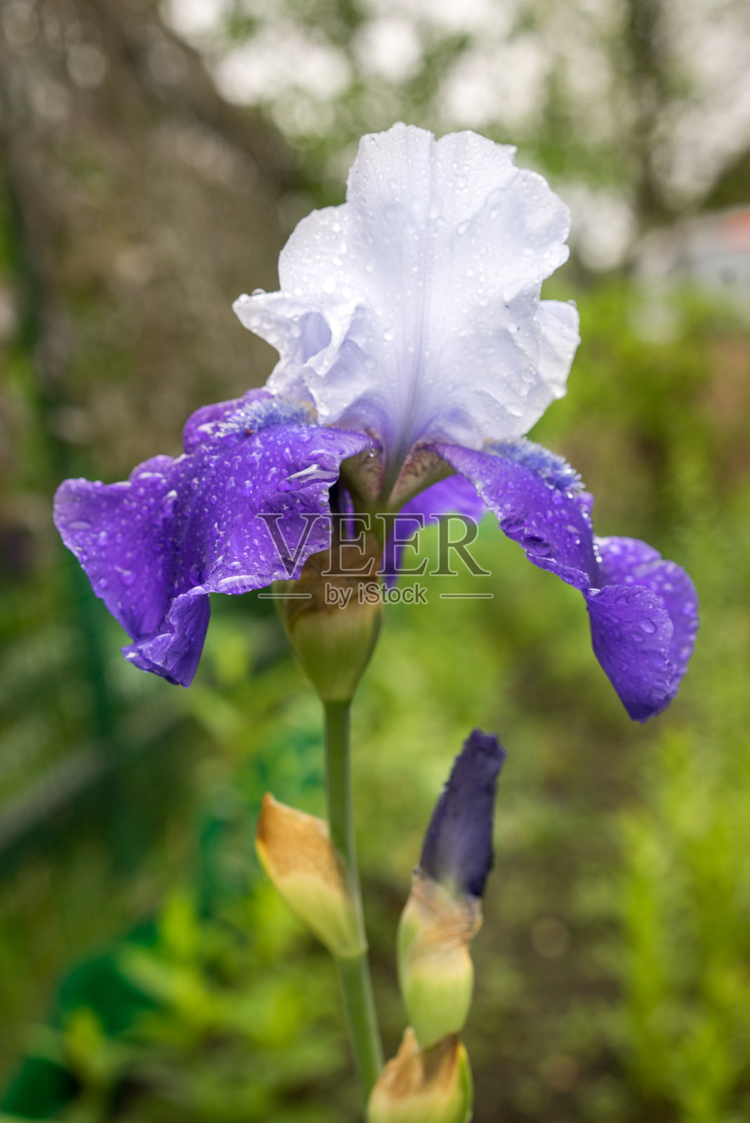 美丽的年轻的新蓝白鸢尾花照片摄影图片