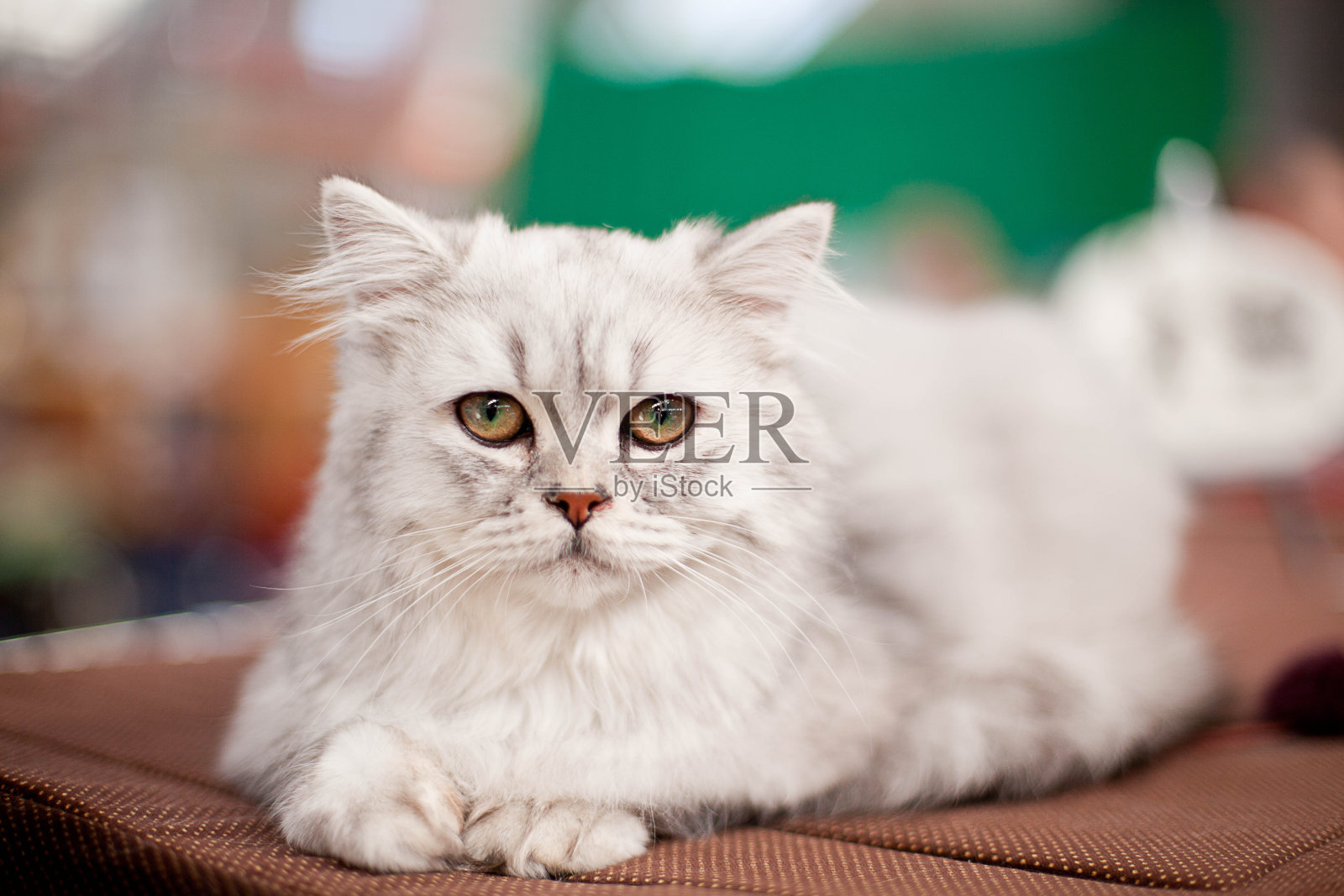 猫照片摄影图片