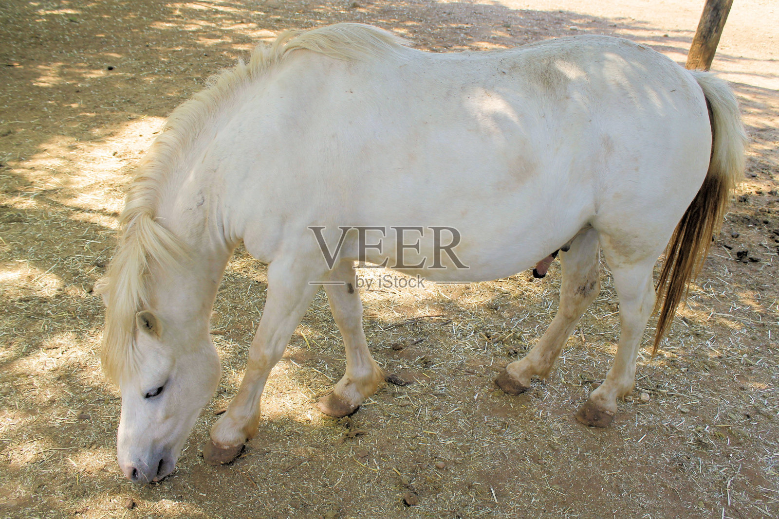 马照片摄影图片