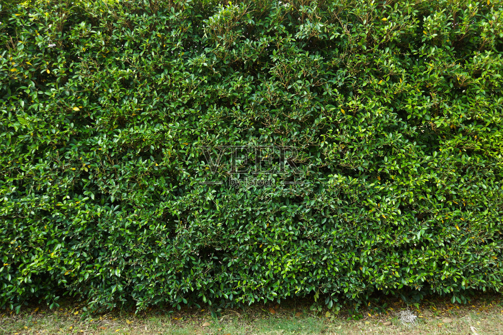 绿色植物墙照片摄影图片