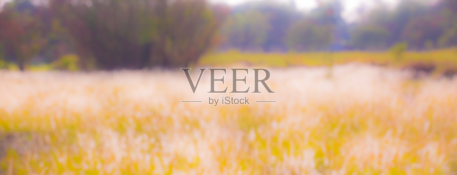 干草地特写照片摄影图片