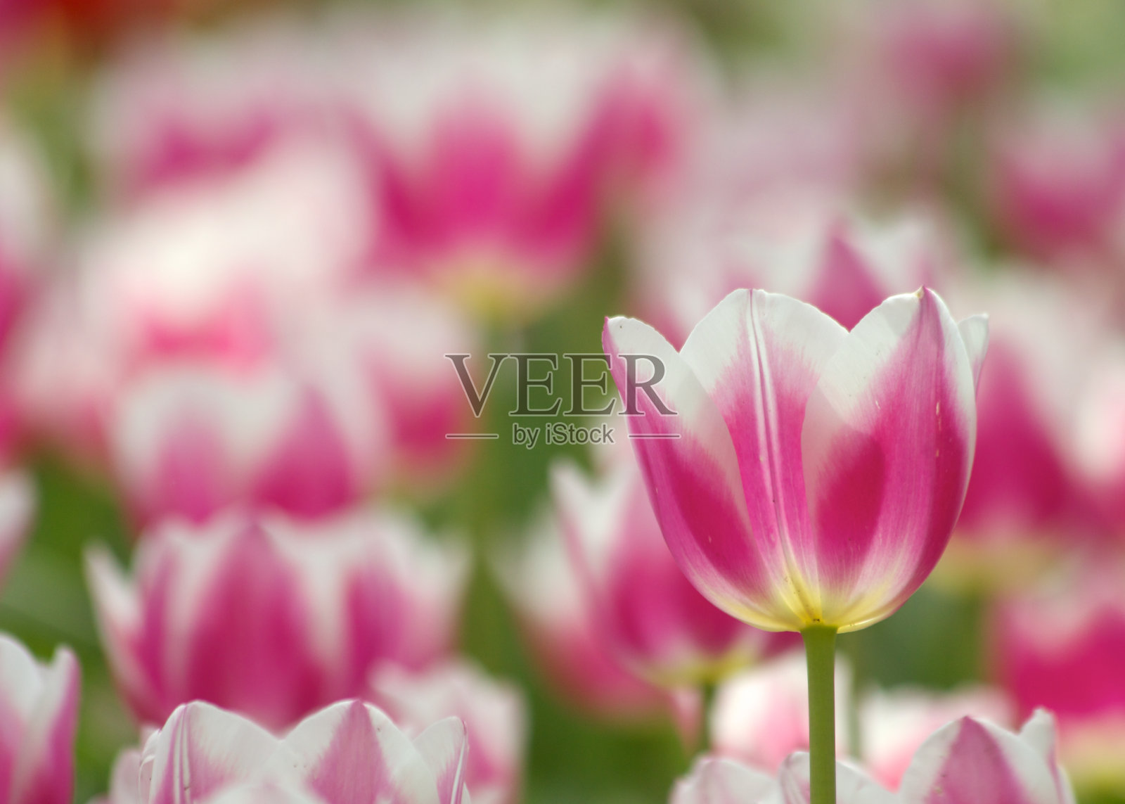 粉红色和白色的郁金香照片摄影图片