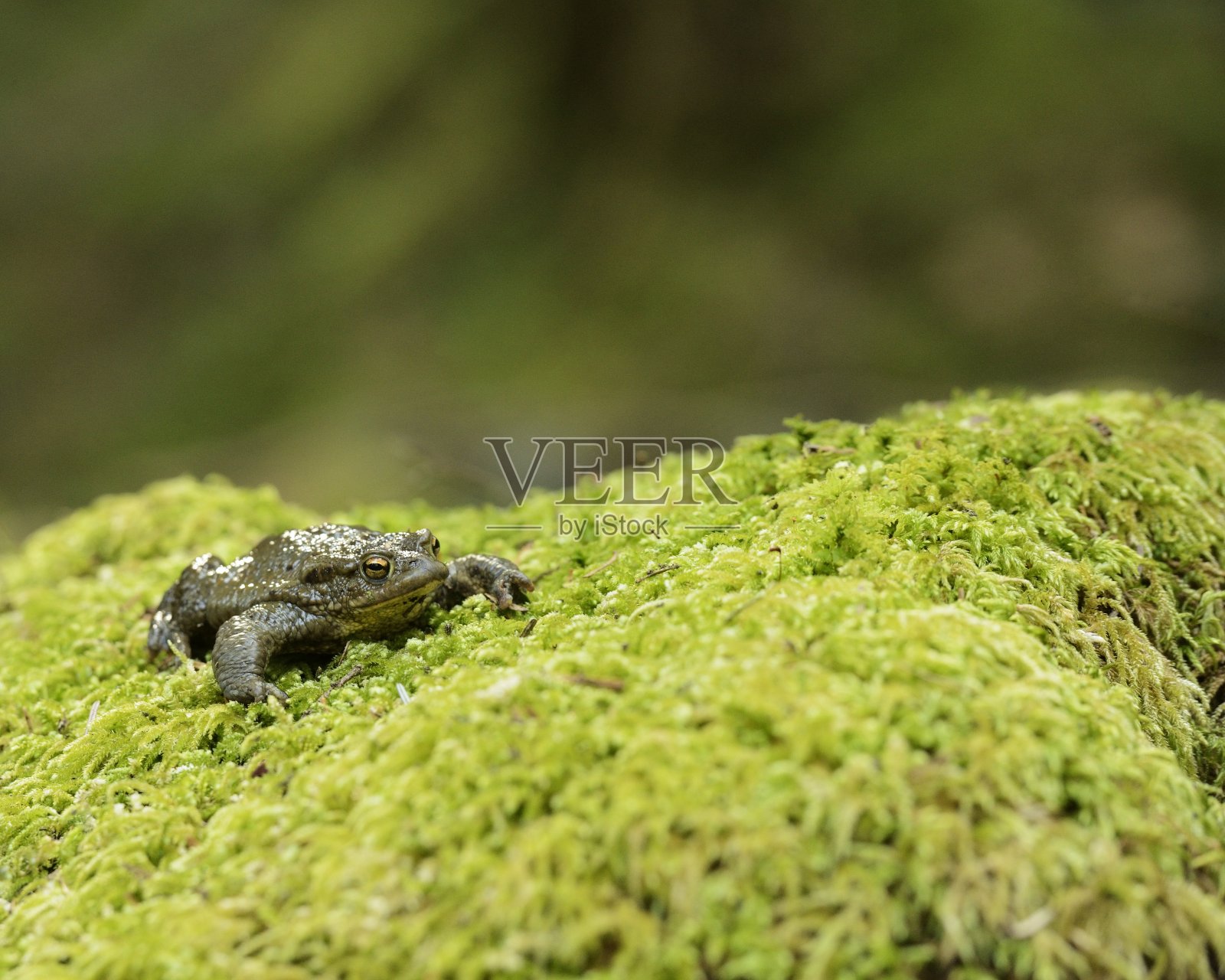 啪的一声照片摄影图片