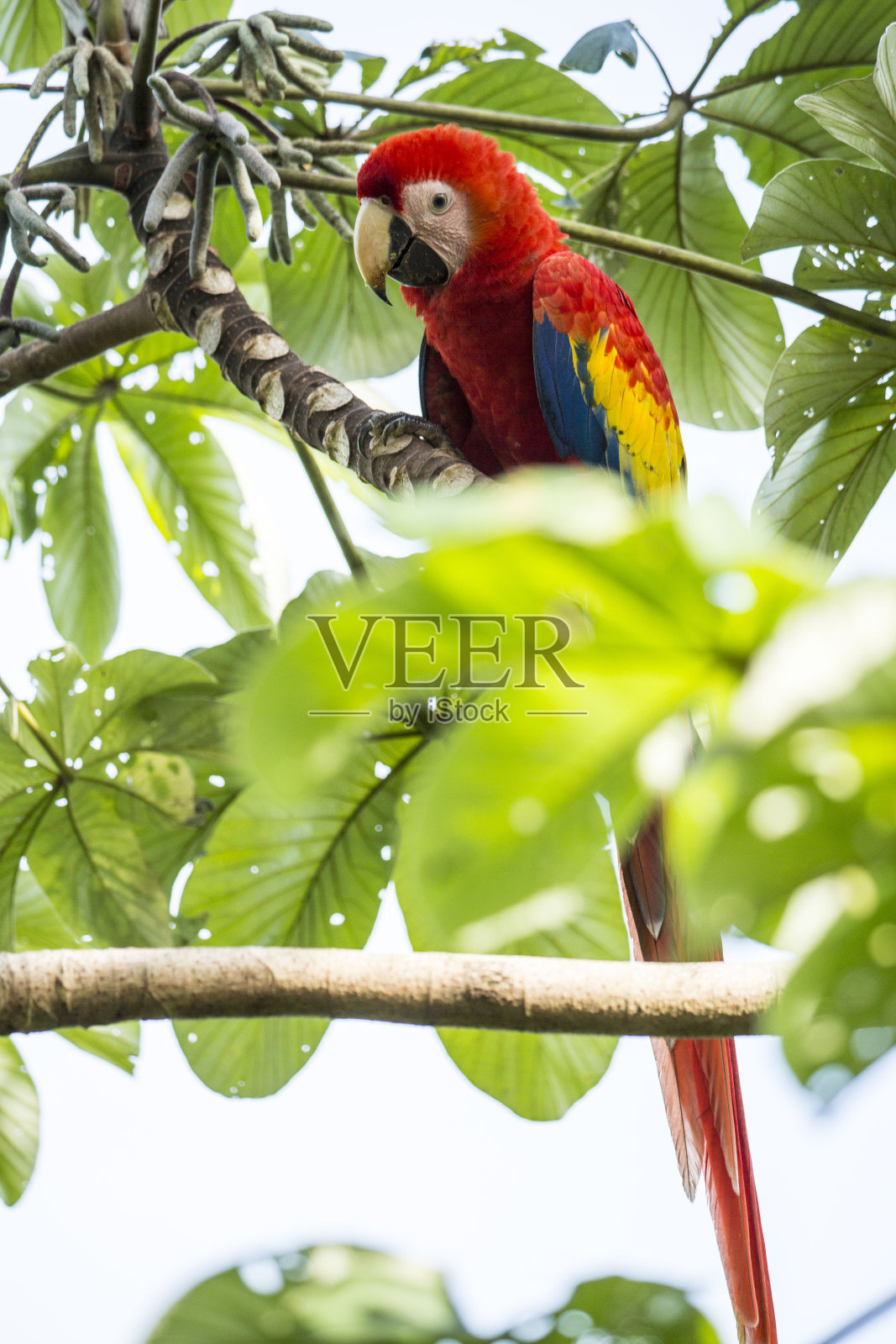 哥斯达黎加奥萨半岛的猩红色金刚鹦鹉照片摄影图片