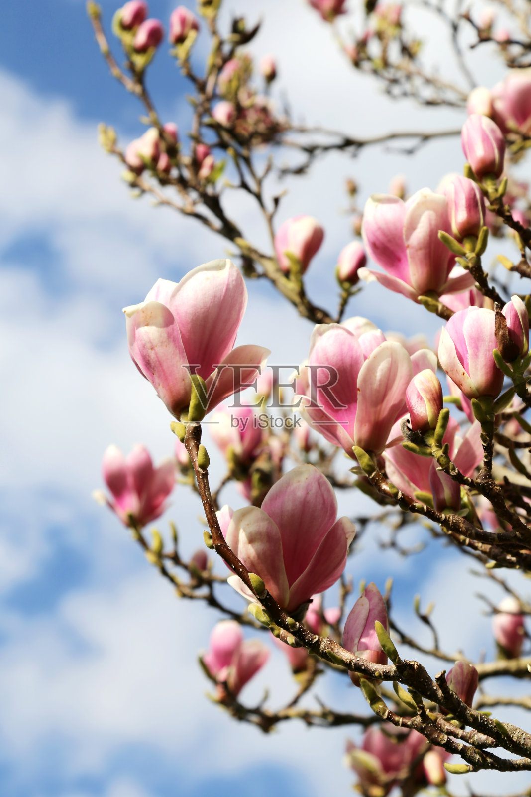 木兰照片摄影图片