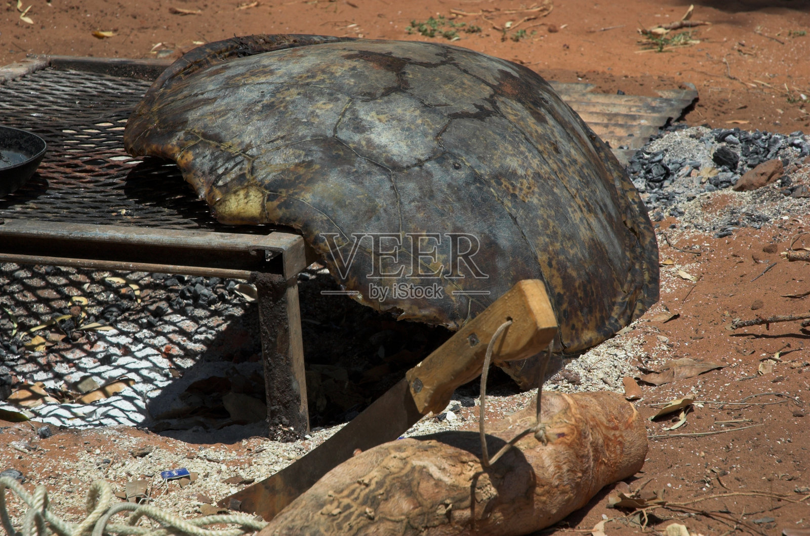 乌龟吃剩的照片摄影图片