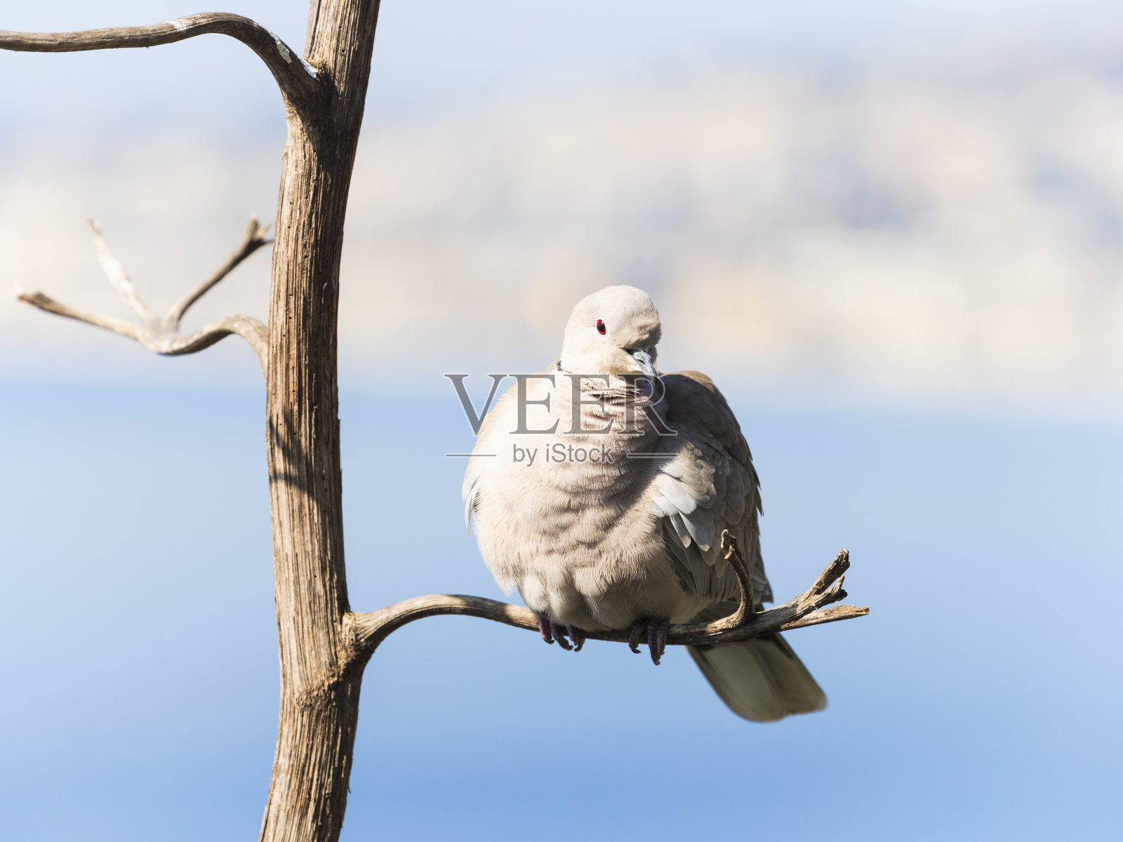 Collared那里照片摄影图片