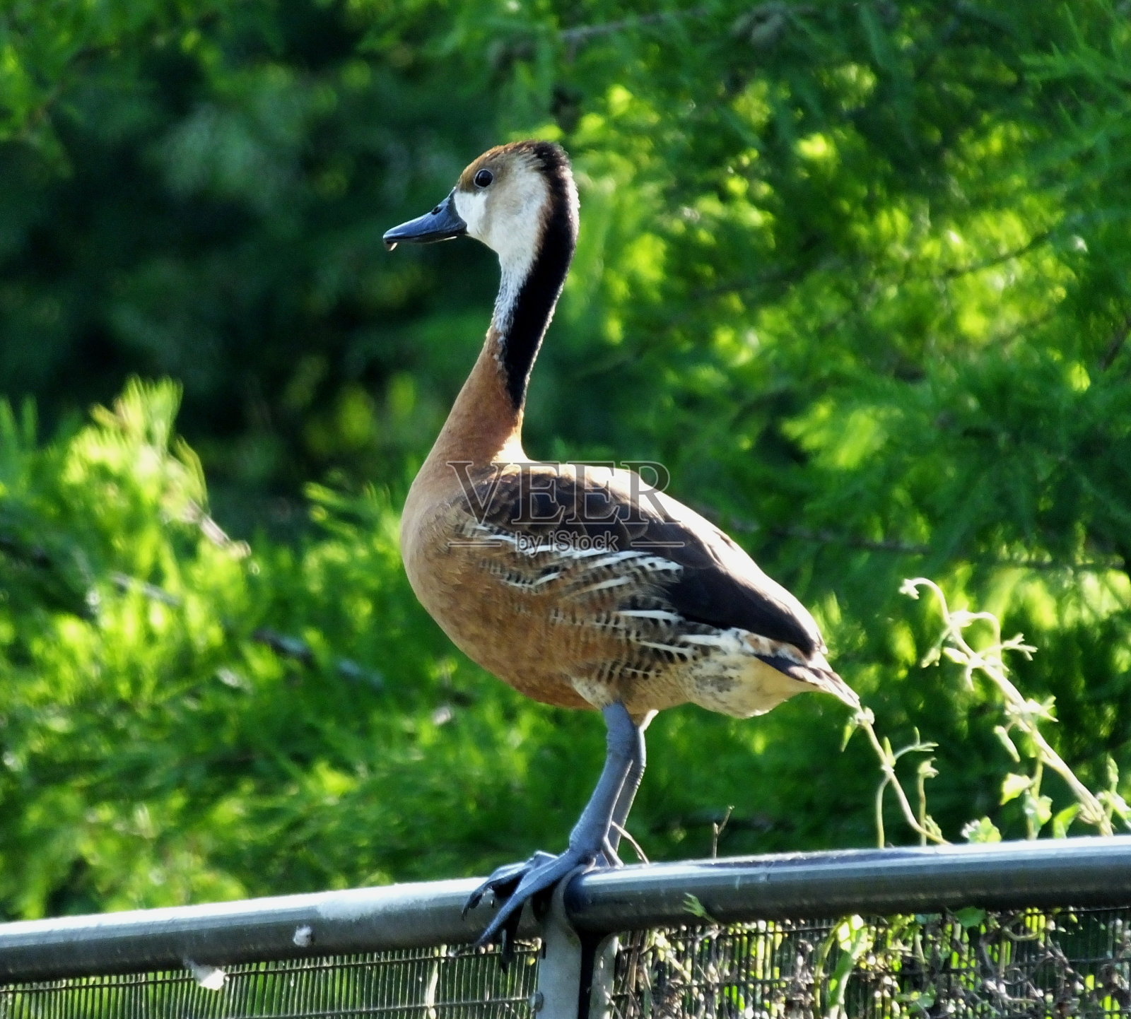 栗树鸭照片摄影图片