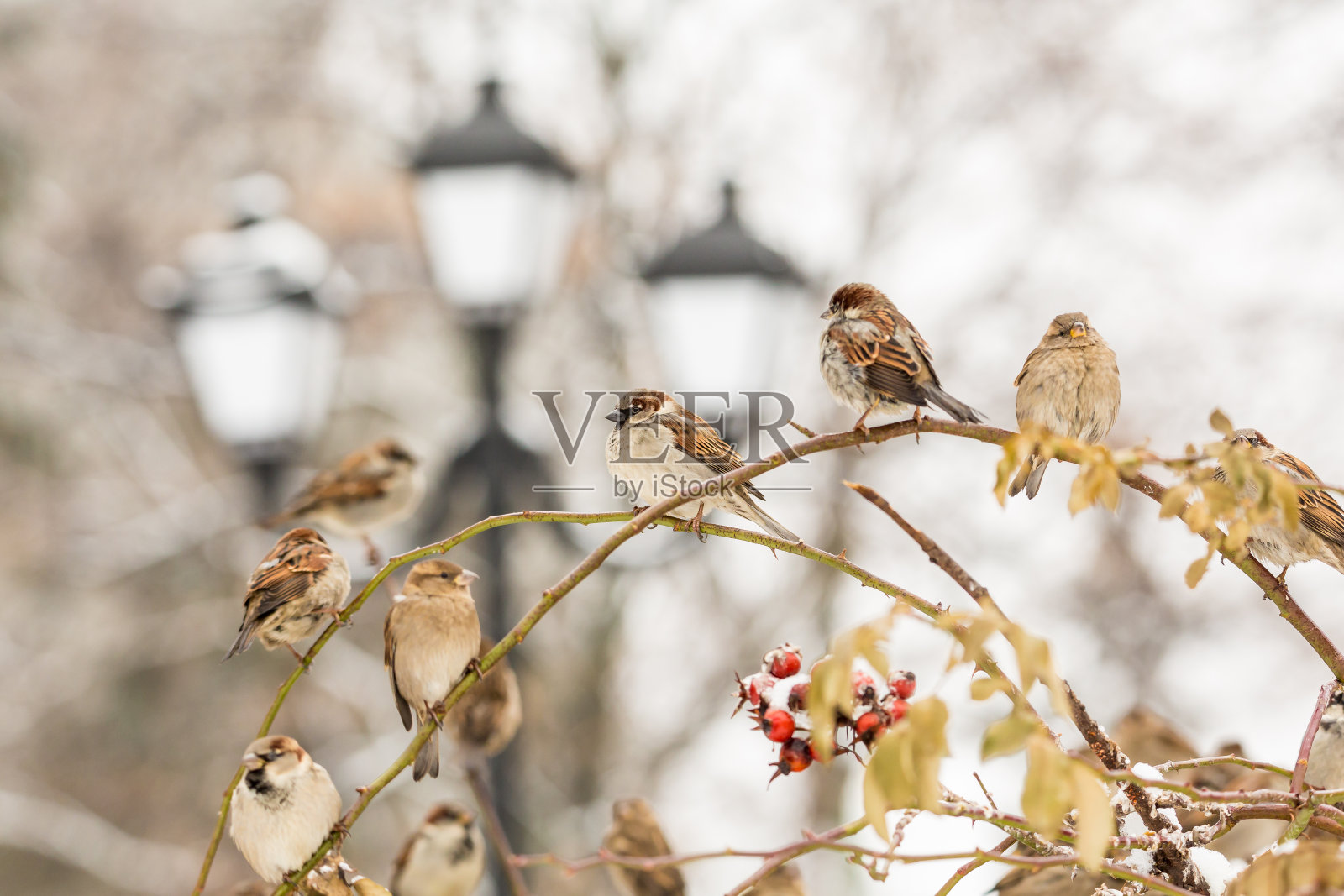 麻雀在野玫瑰的树枝上照片摄影图片