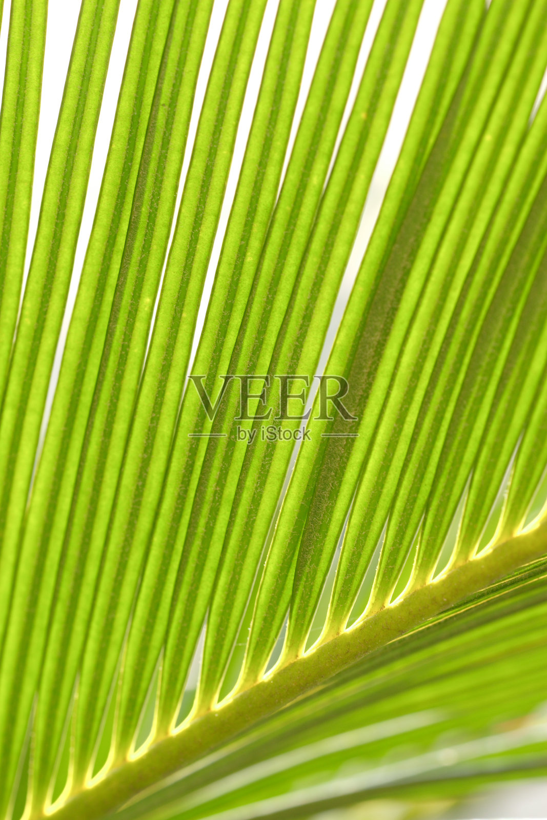 棕榈叶照片摄影图片