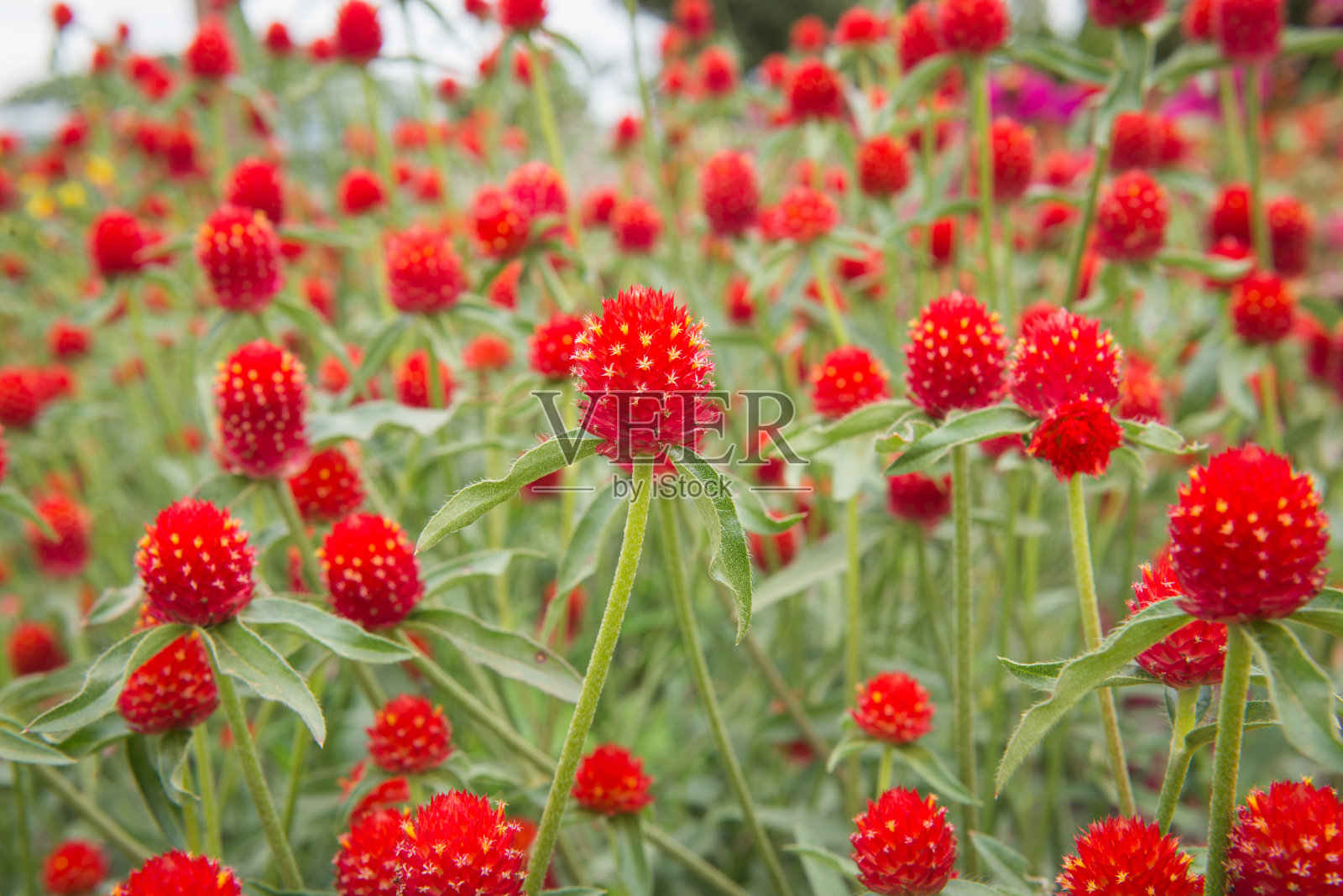 球苋菜花在花园里照片摄影图片