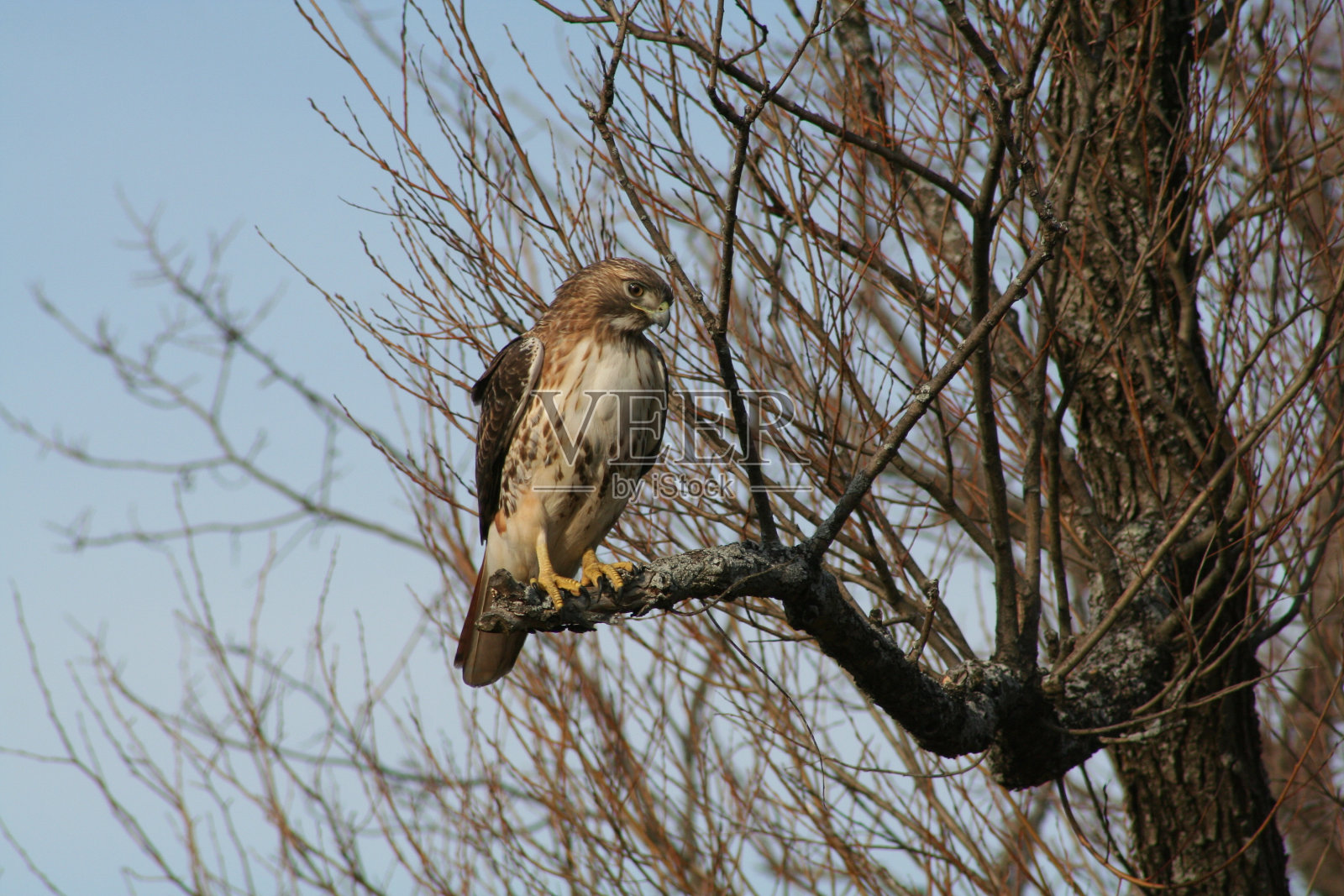 红尾鹰照片摄影图片