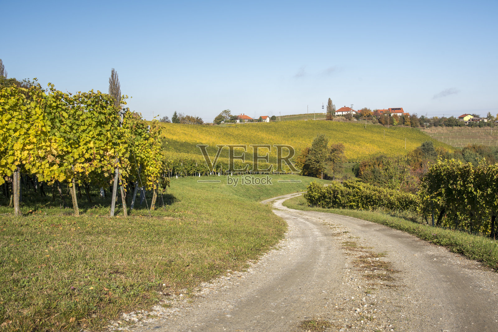 葡萄园照片摄影图片