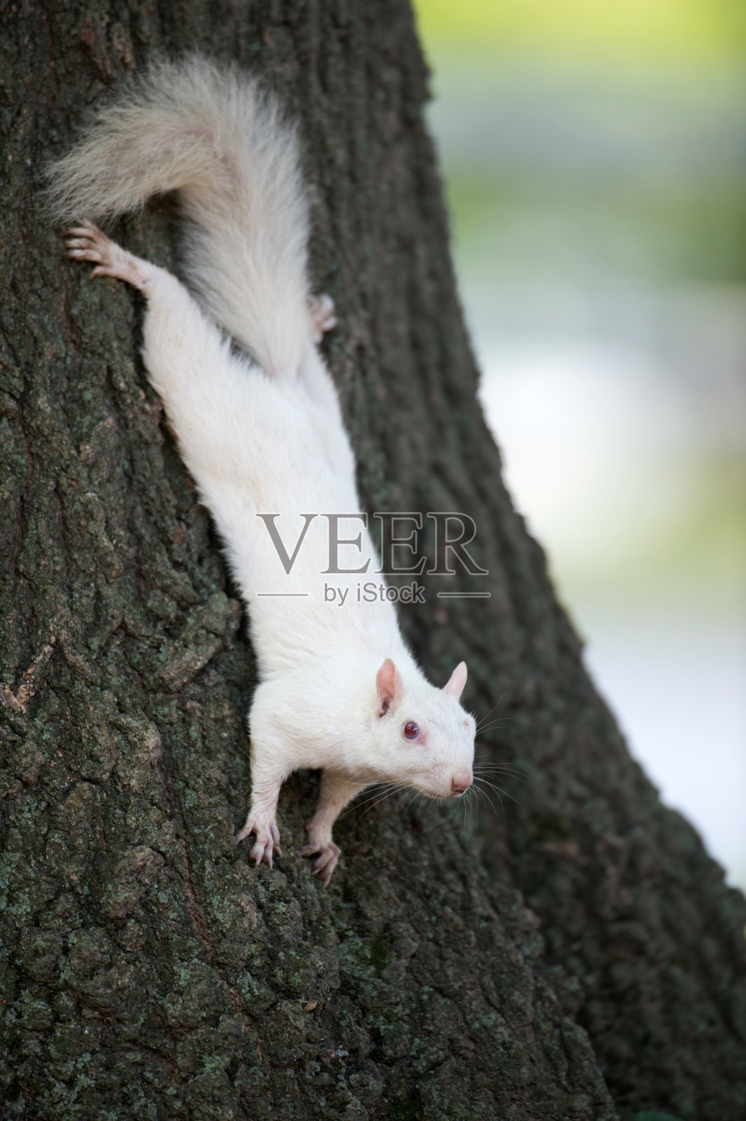 树上的白松鼠照片摄影图片