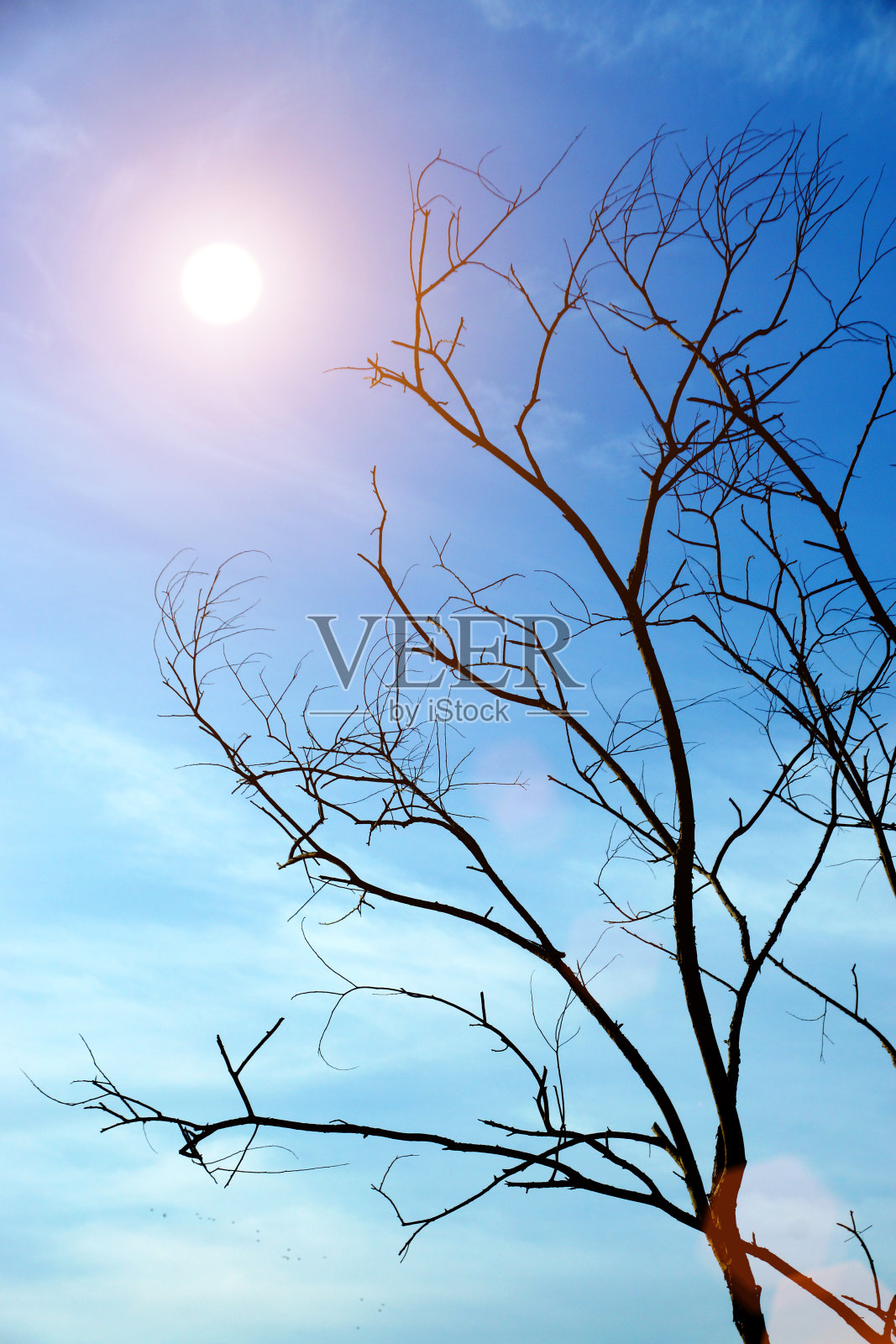 枯枝照片摄影图片