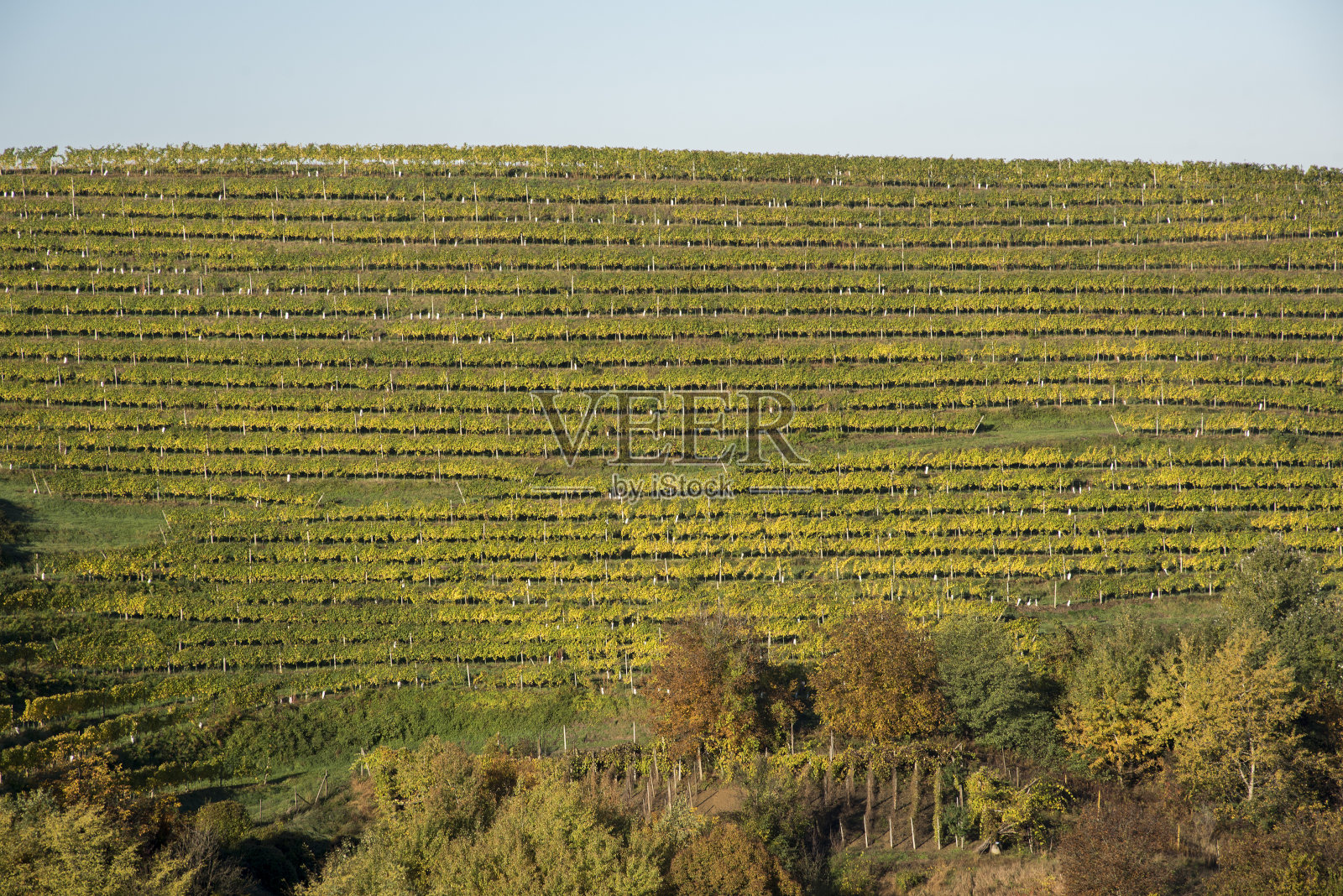 葡萄园照片摄影图片