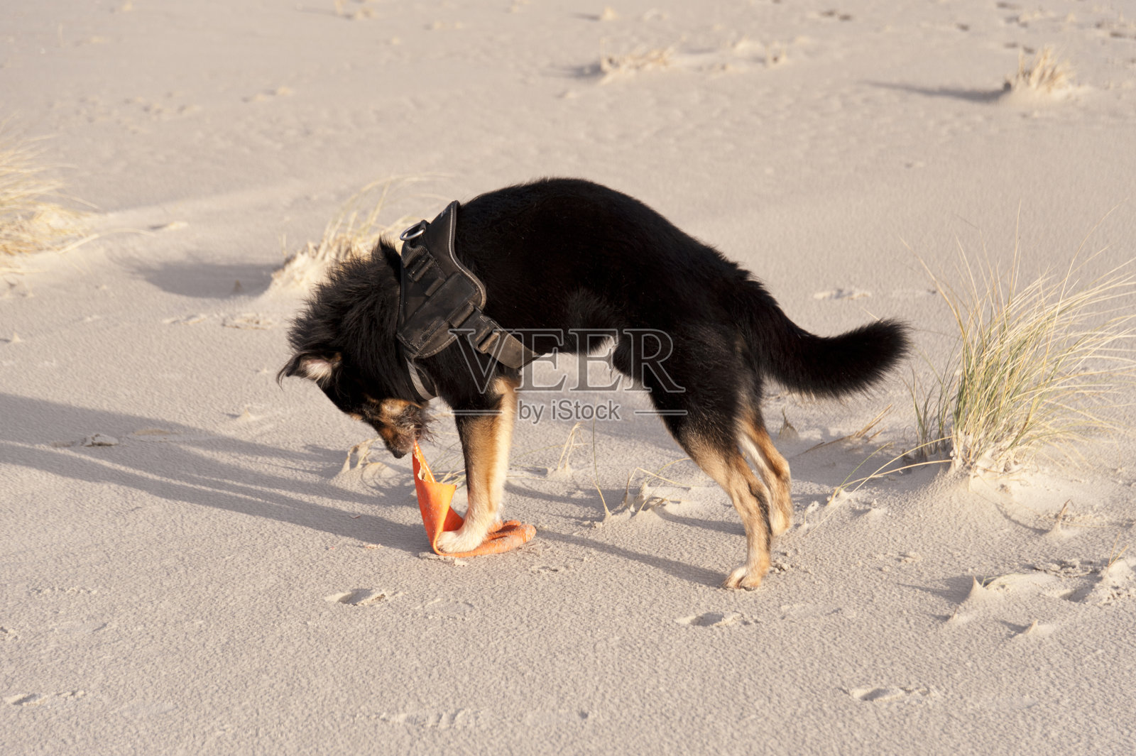 海滩上的狗照片摄影图片
