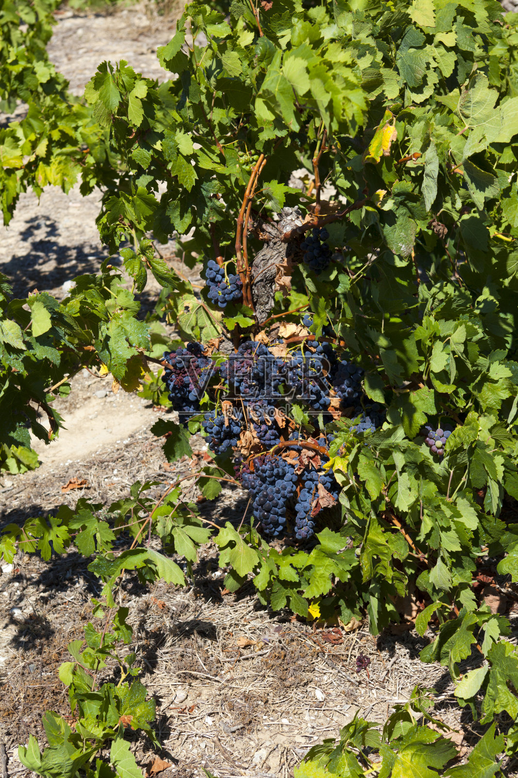 满串成熟的红葡萄照片摄影图片