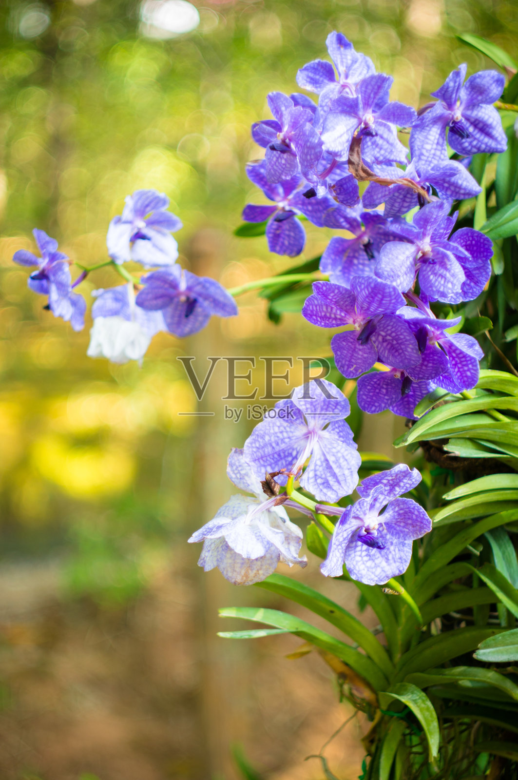 紫色的兰花照片摄影图片