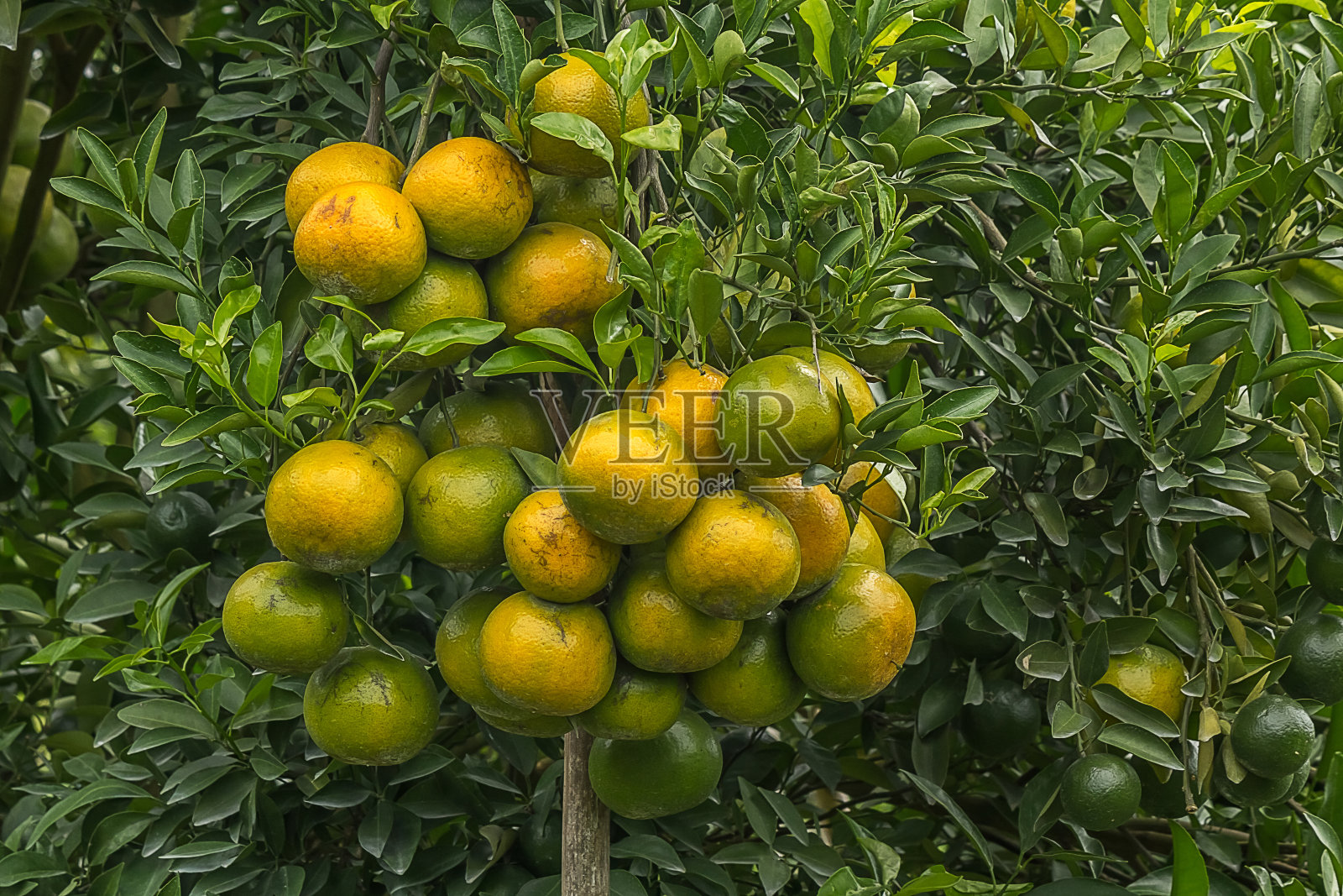 树枝上的橙子照片摄影图片