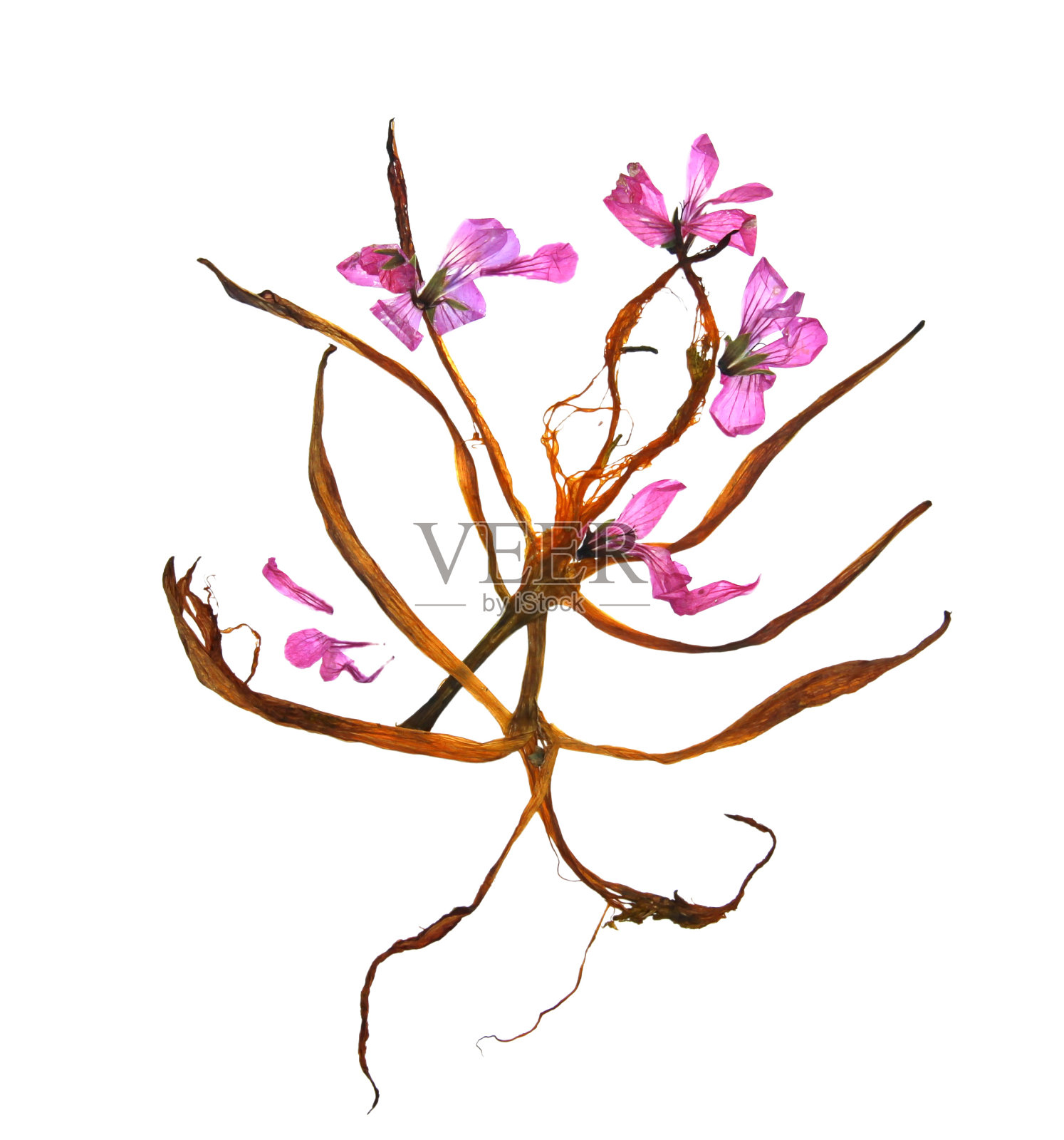 干百合和天竺葵照片摄影图片