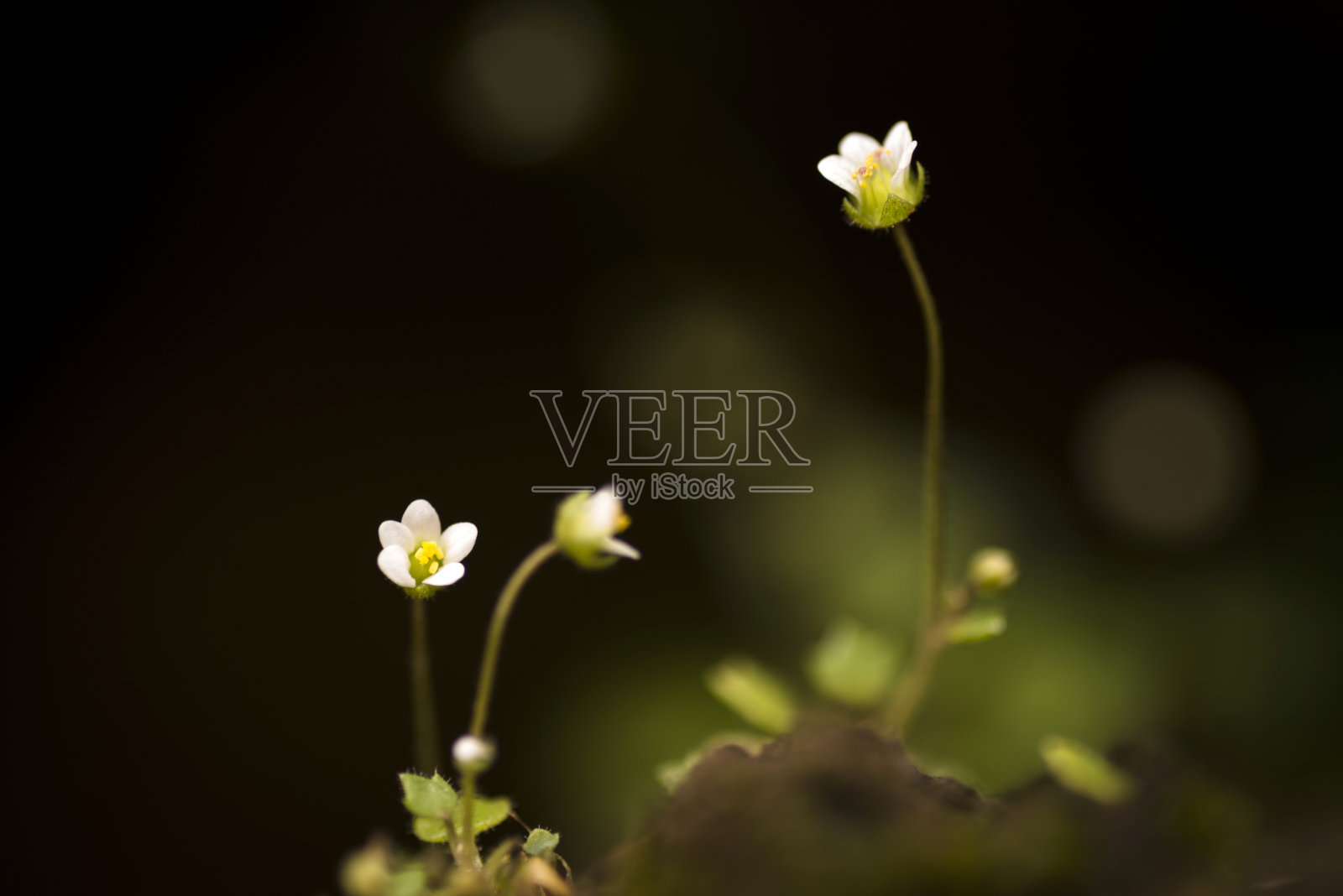 小小的花朵照片摄影图片